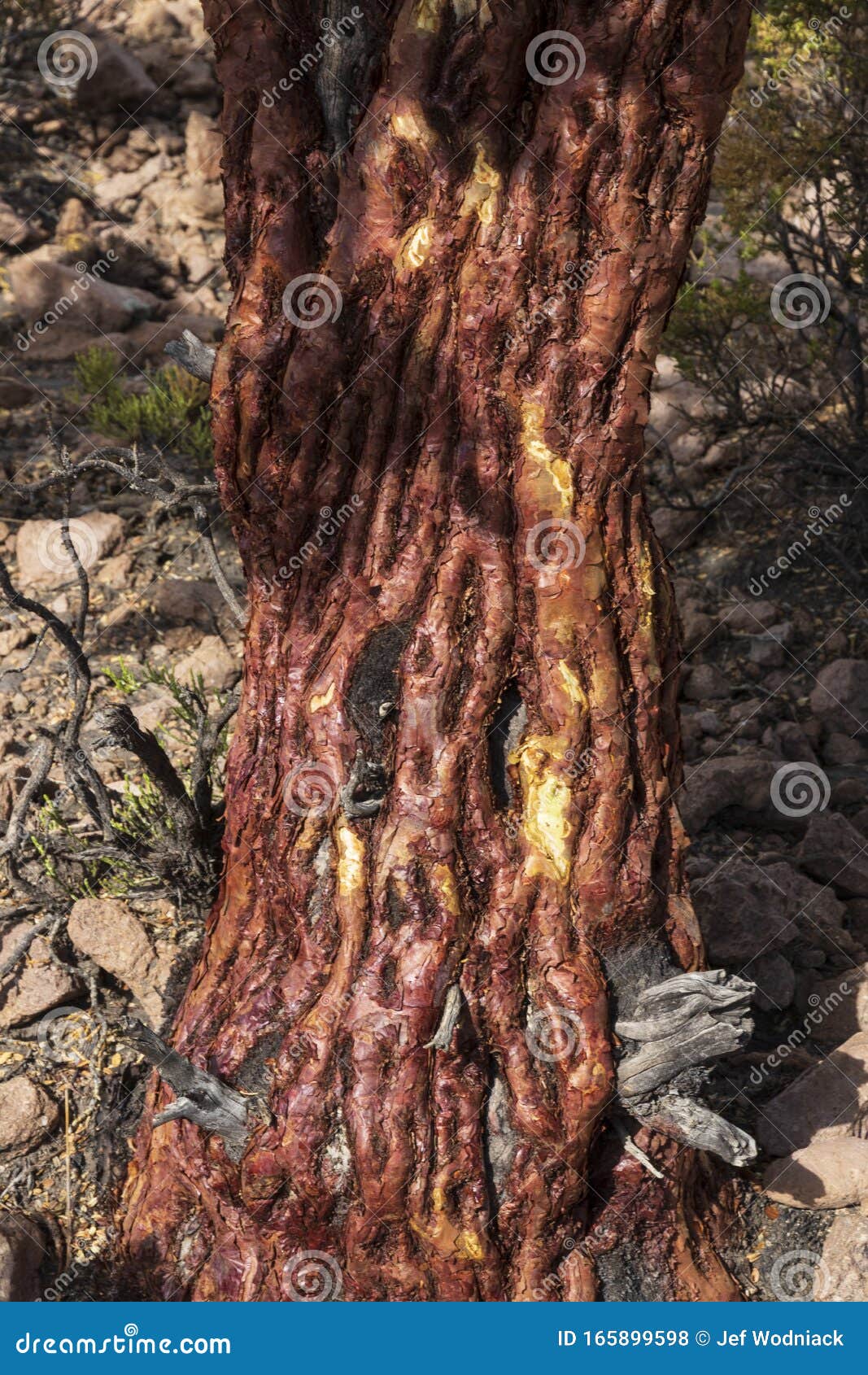 polylepis tarapacana  is  tree that grows highest in altitude in the world. sajama.