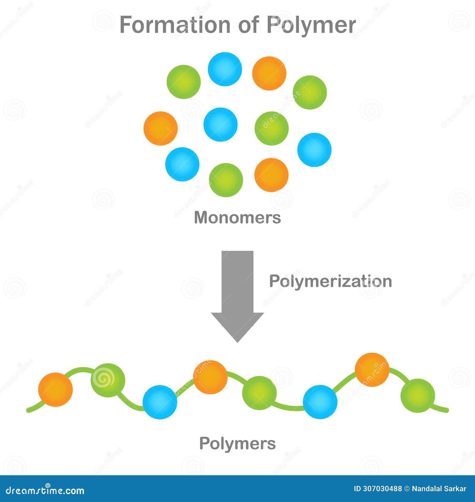 Polymer Formation, Monomers Unite through Polymerization, Yielding 
