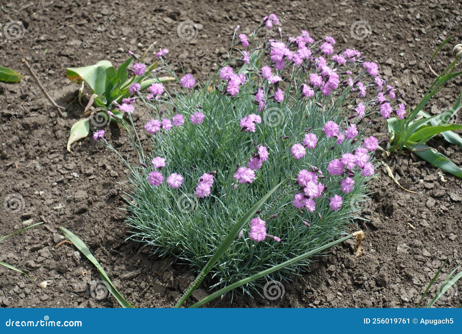 Polymerous Dianthus in Full Bloom in May Stock Image Image of garden
