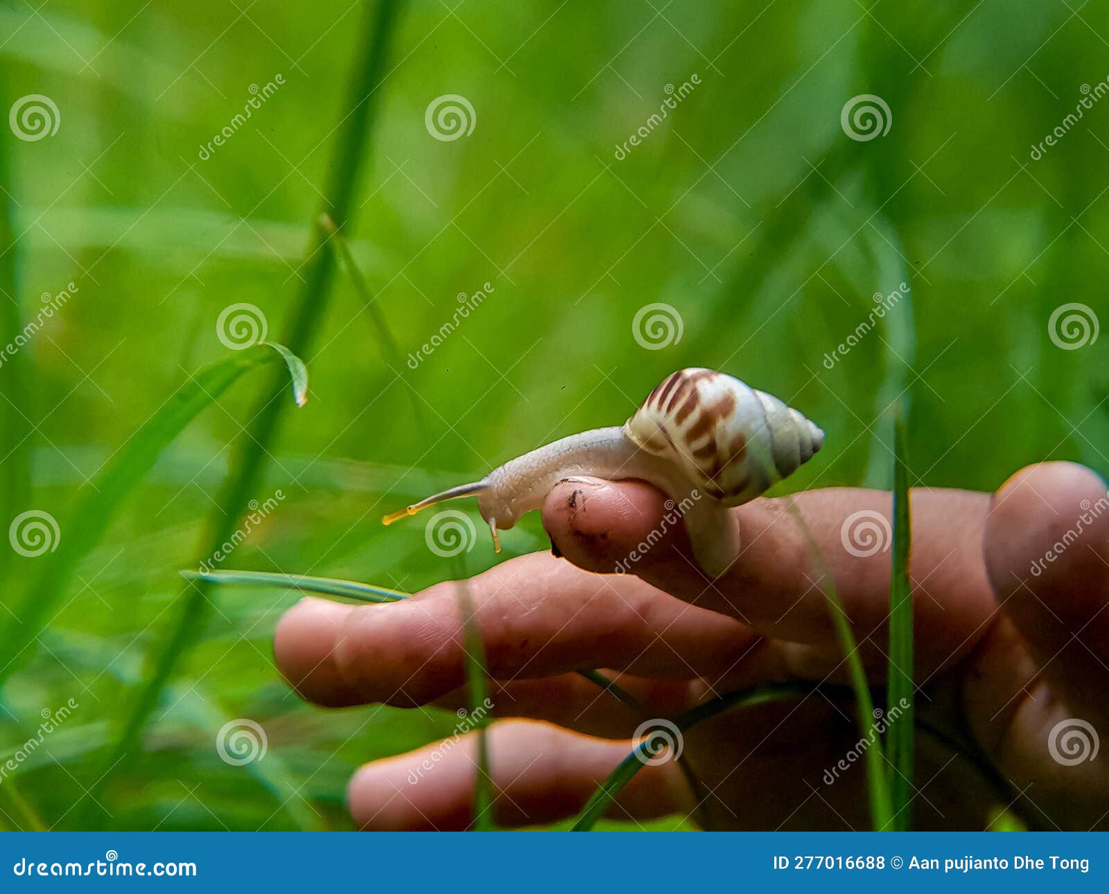 A Polynesian Tree Snail & X28;Partula Sp& X29; Foraging during the Day