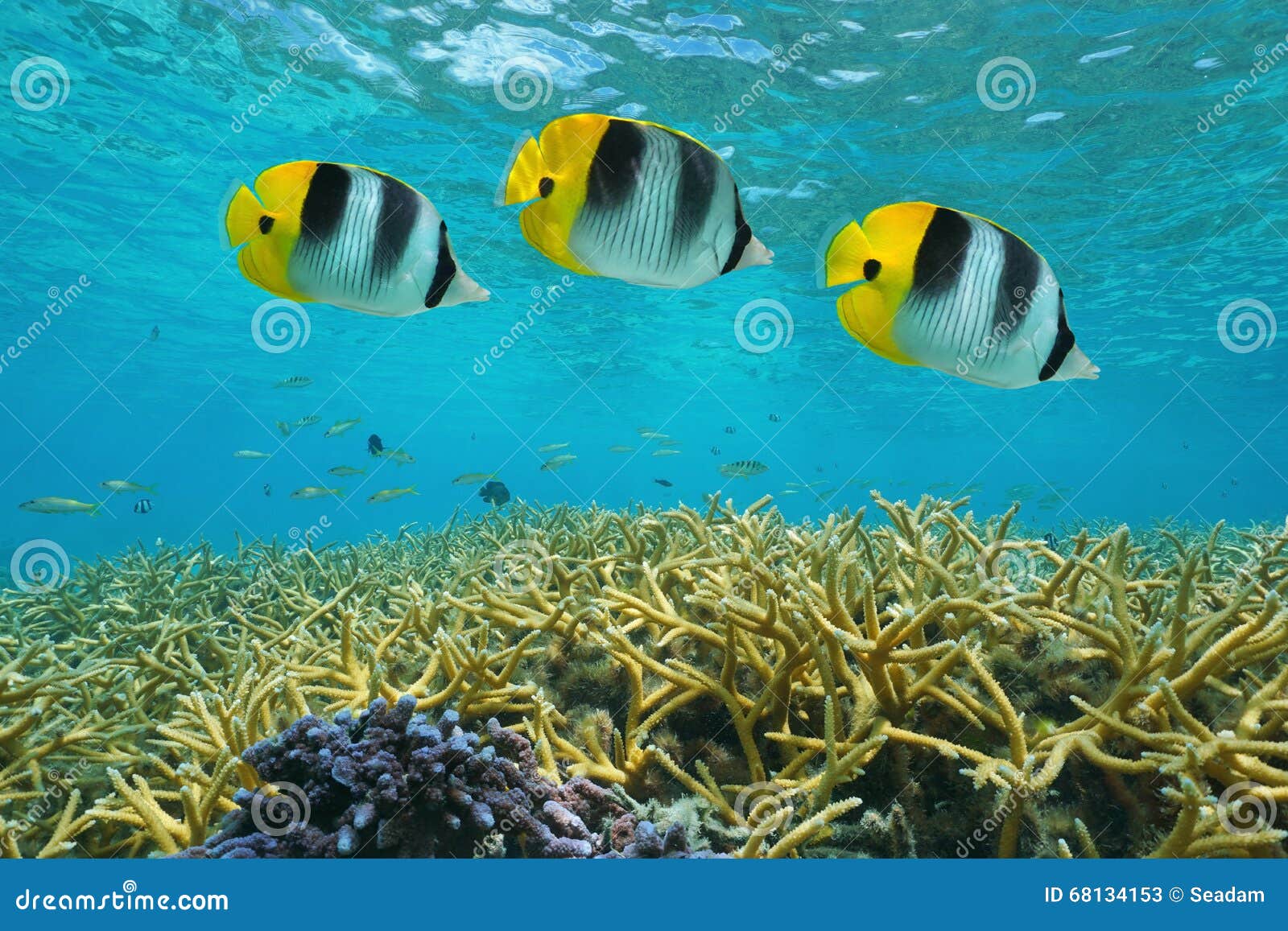 poissons-polynesie-francaise