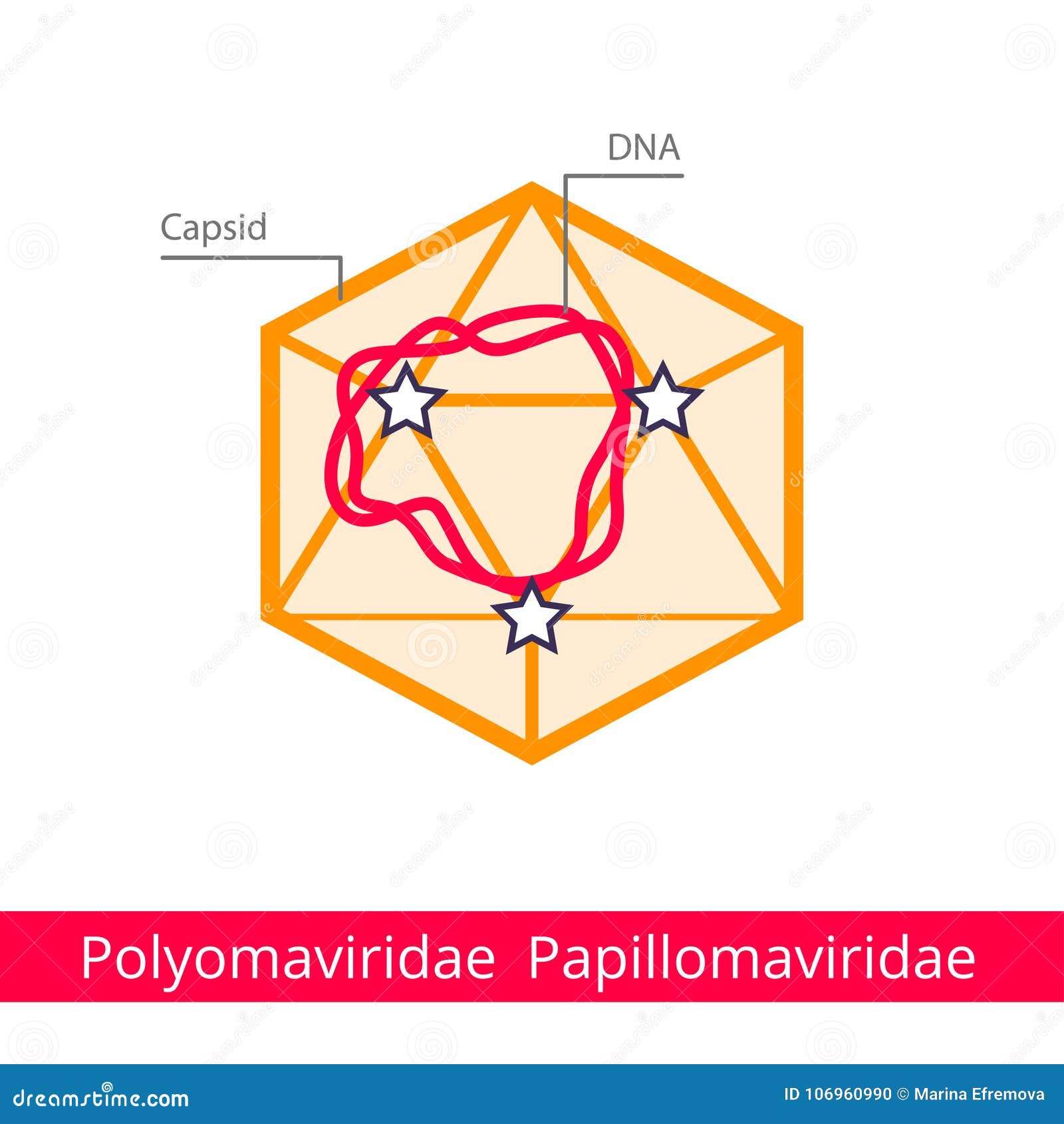 Papillomaviridae genome