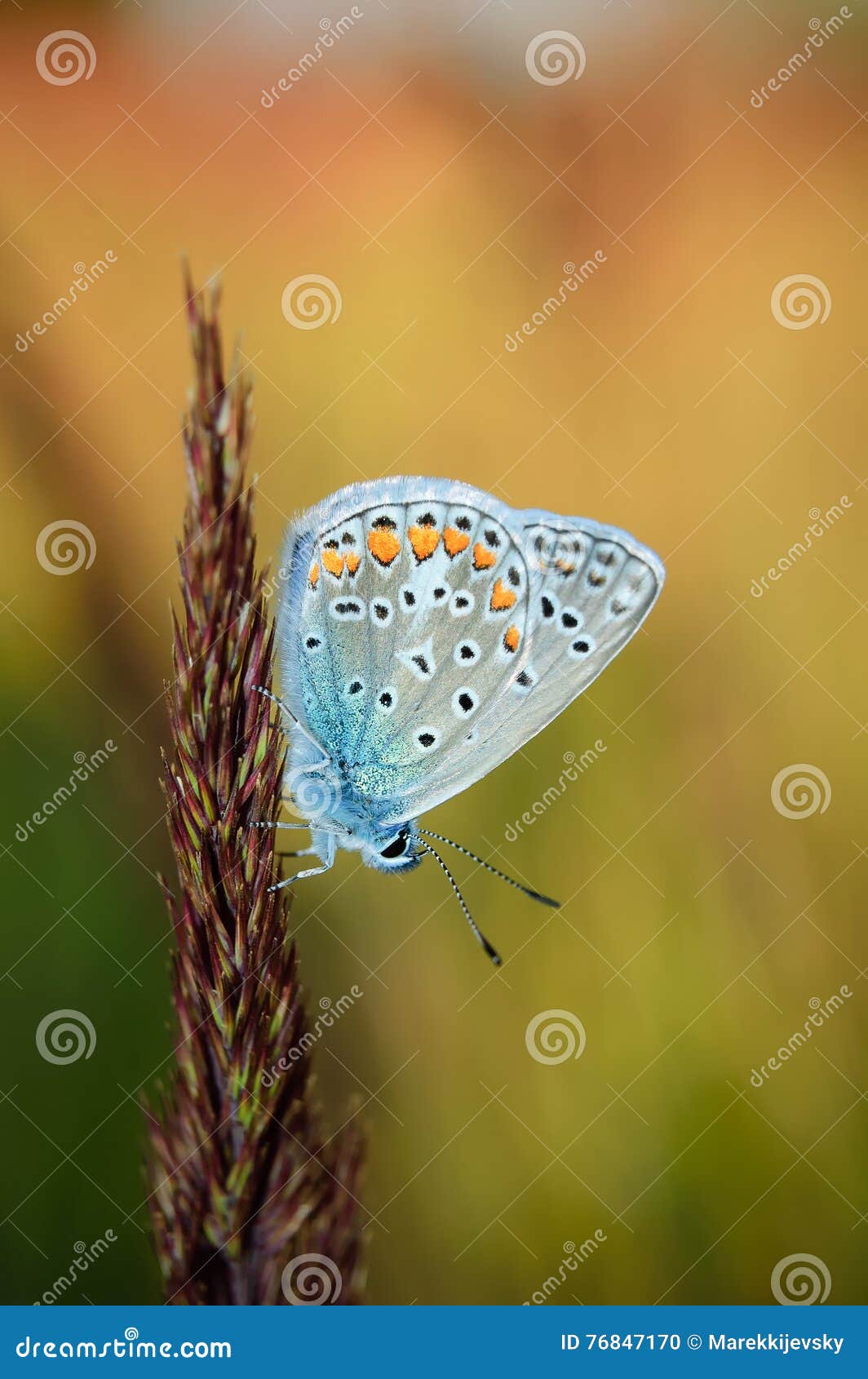 polyommatus bellargus, adonis blue, is a butterfly in the family lycaenidae. beautiful butterfly sitting on stem.