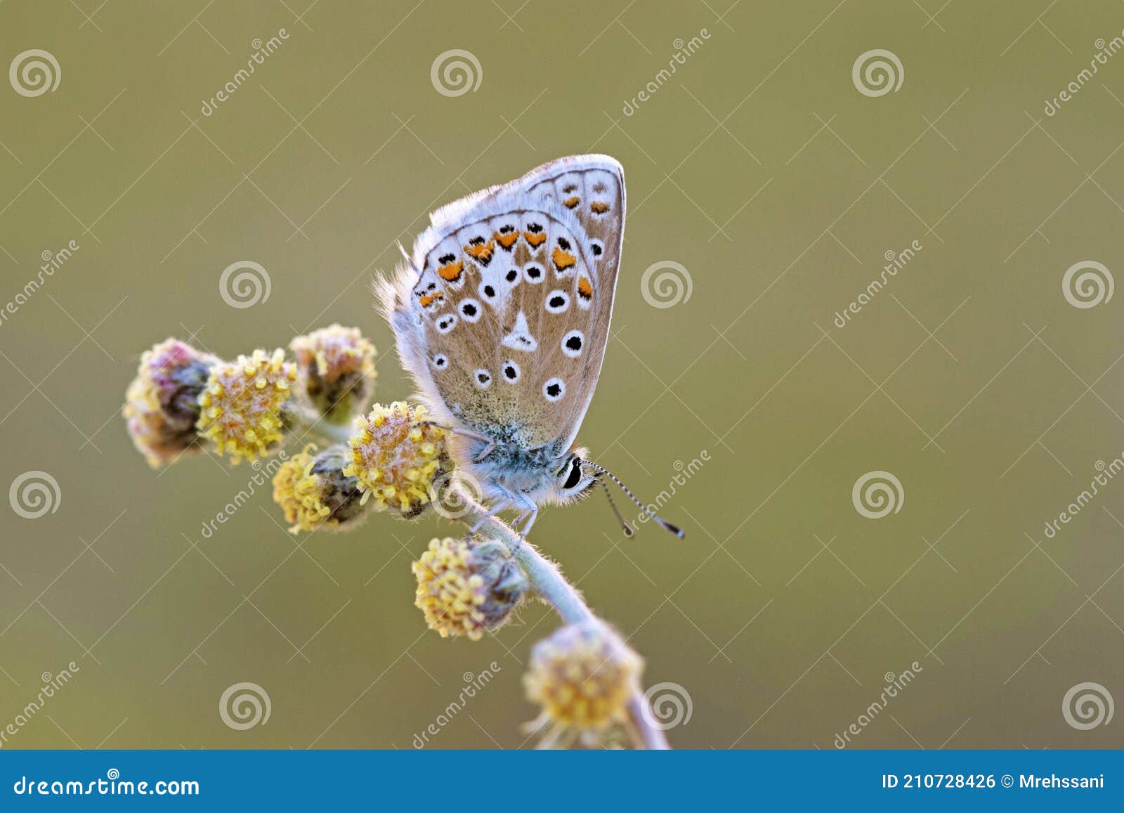 polyommatus eros, the eros blue or common meadow blue butterfly