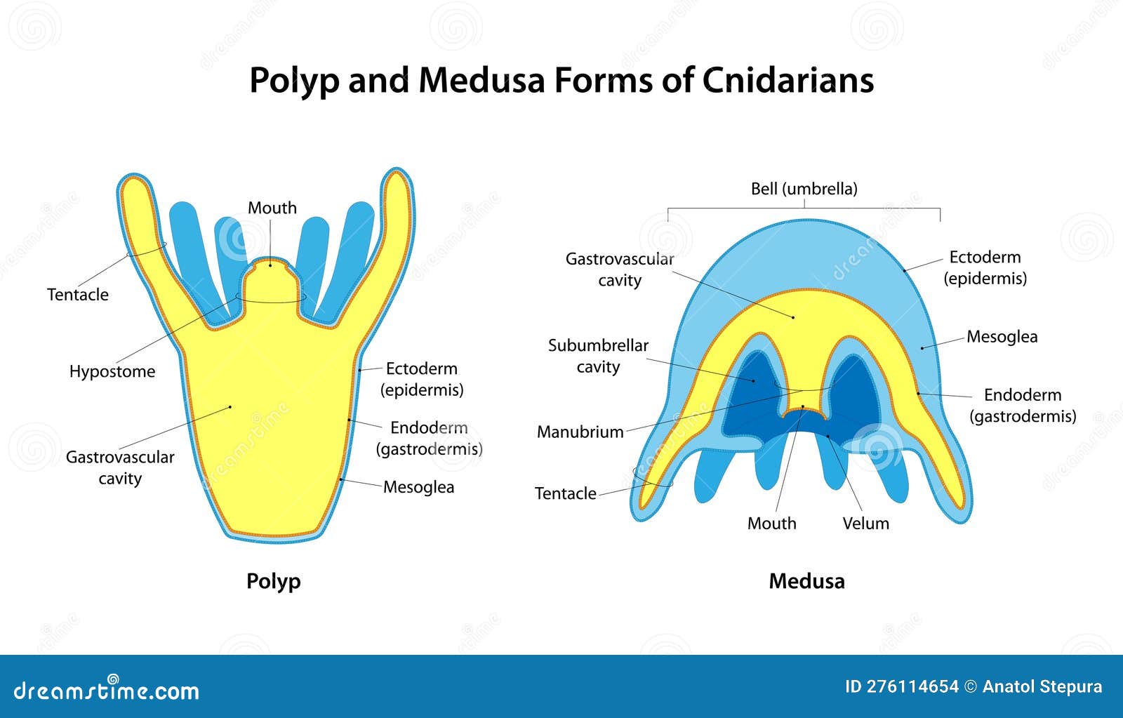 polyp and medusa forms of cnidarians
