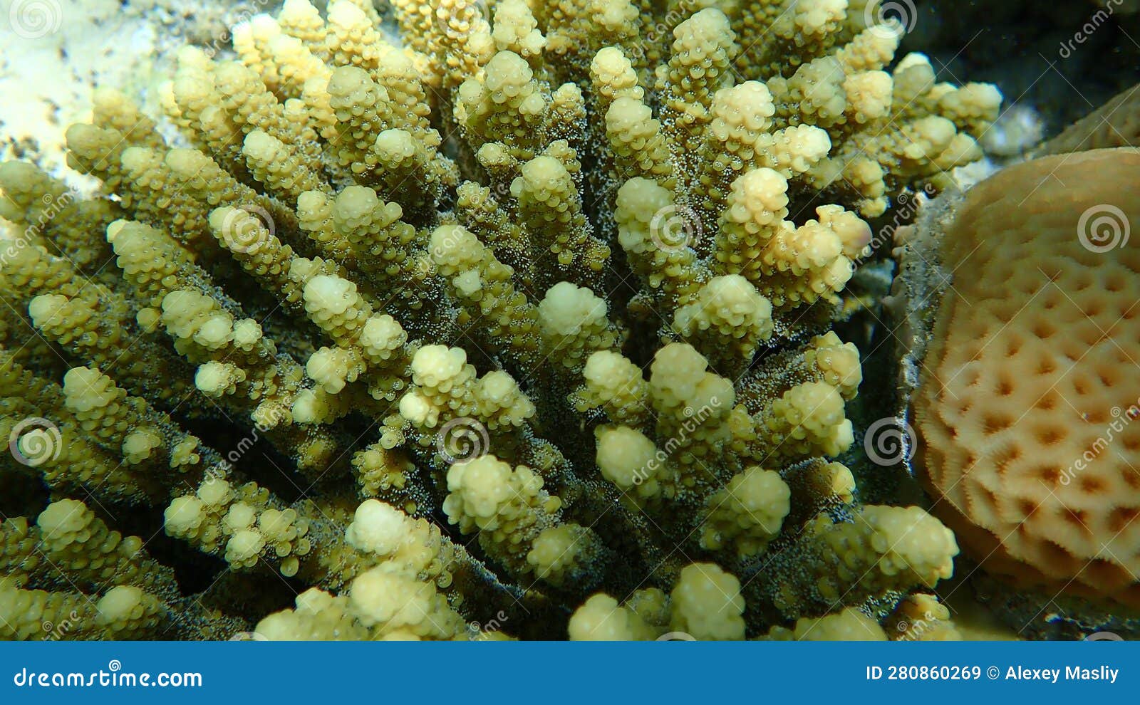 Polyp Stony Coral Acropora Gemmifera Undersea, Red Sea Stock Image ...