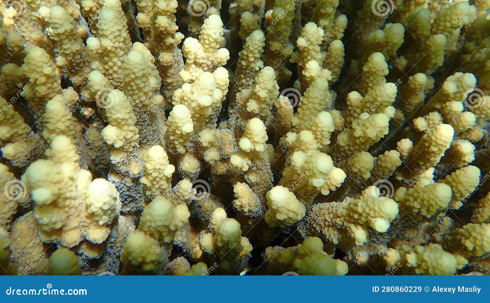 Polyp Stony Coral Acropora Gemmifera Undersea, Red Sea Stock Image ...