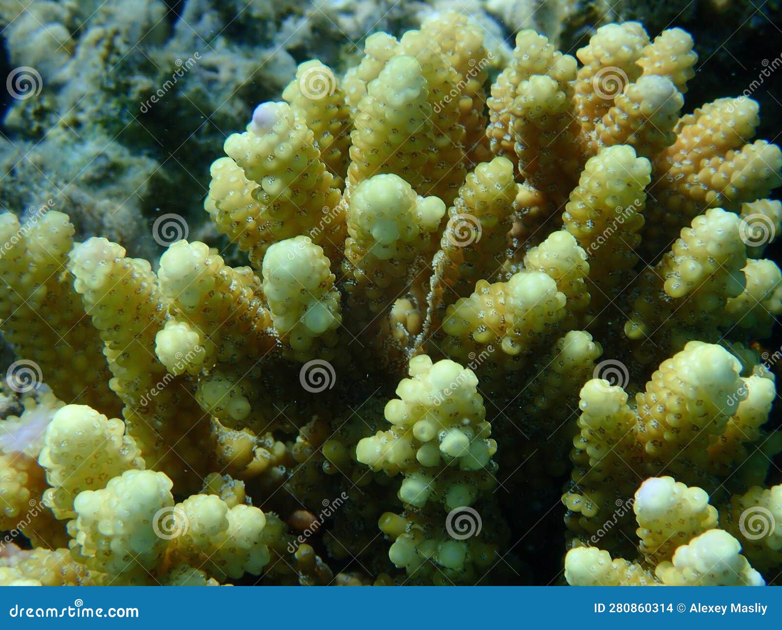 Polyp Stony Coral Acropora Gemmifera Undersea, Red Sea Stock Photo ...