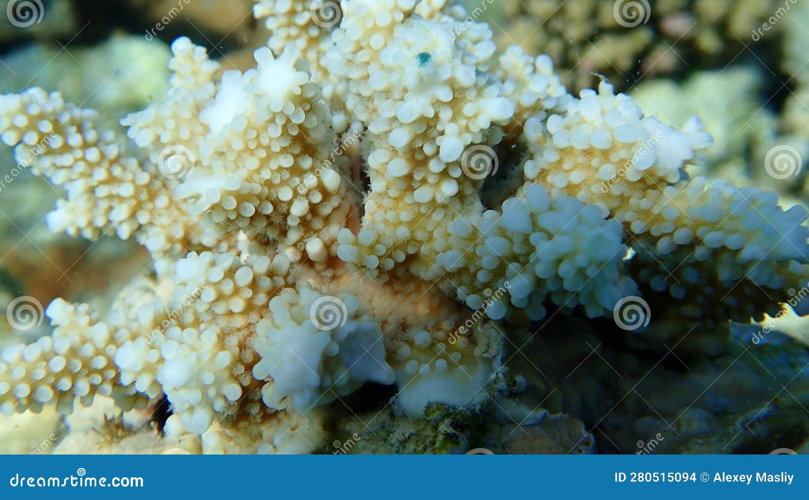 Polyp Stony Coral Acropora Squarrosa Undersea, Red Sea Stock Photo ...