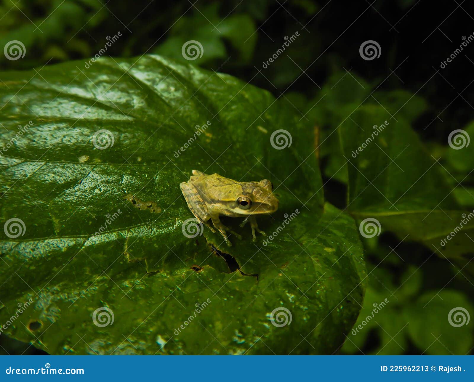 polypedates maculatus, also kown us indian tree frog, tree frog on a leaf