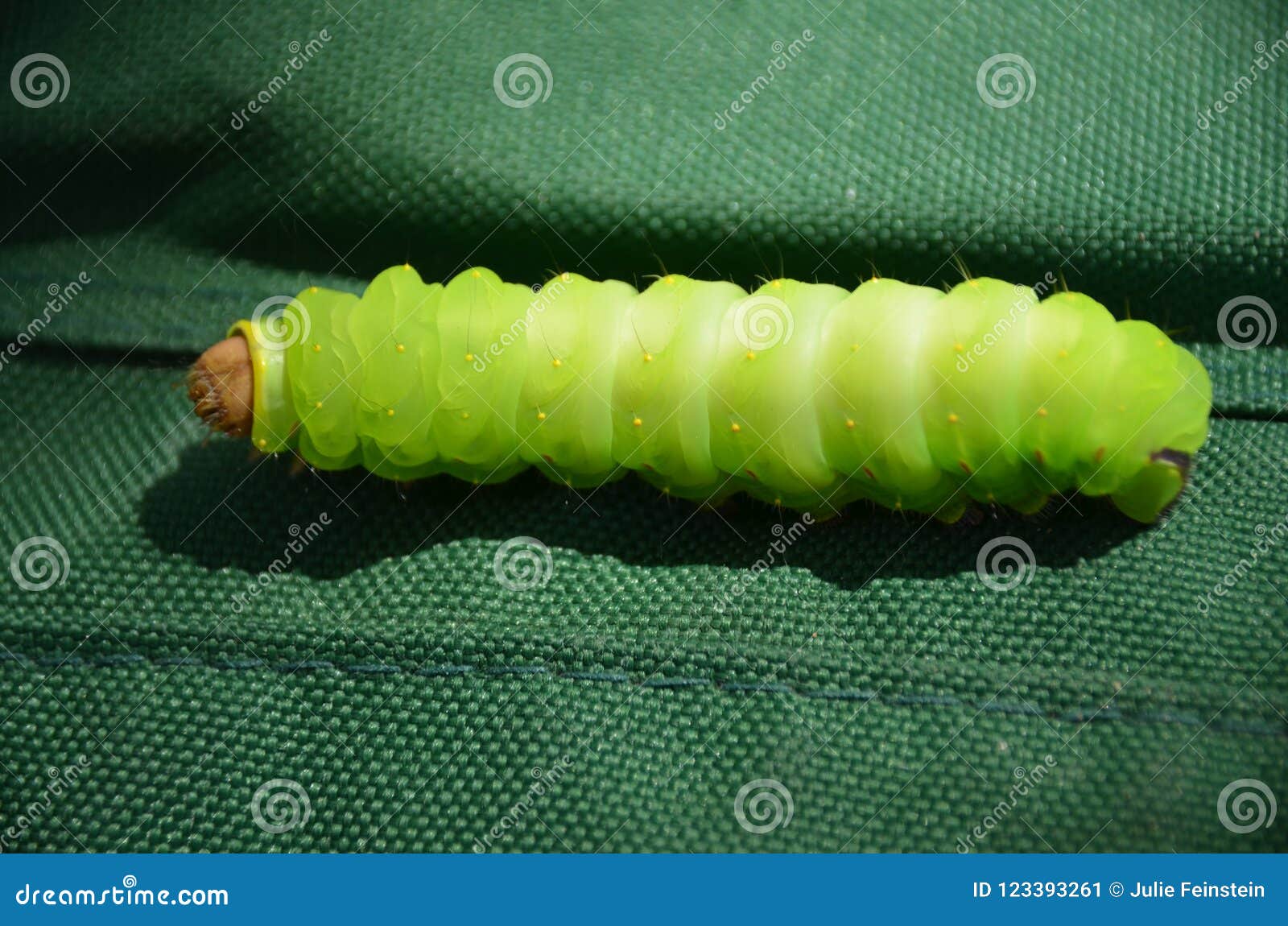 Polyphemus Moth Caterpillar Stock Image - Image of antheraea, puffy:  123393261