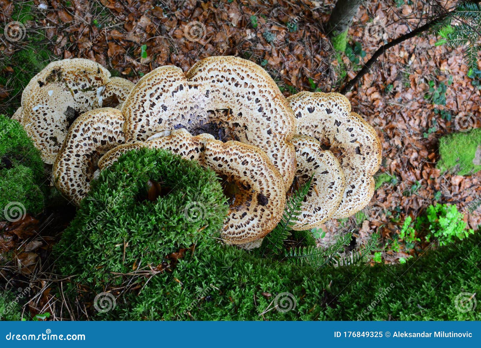 dryad`s saddle mushroom and moss on old beech tree, top view