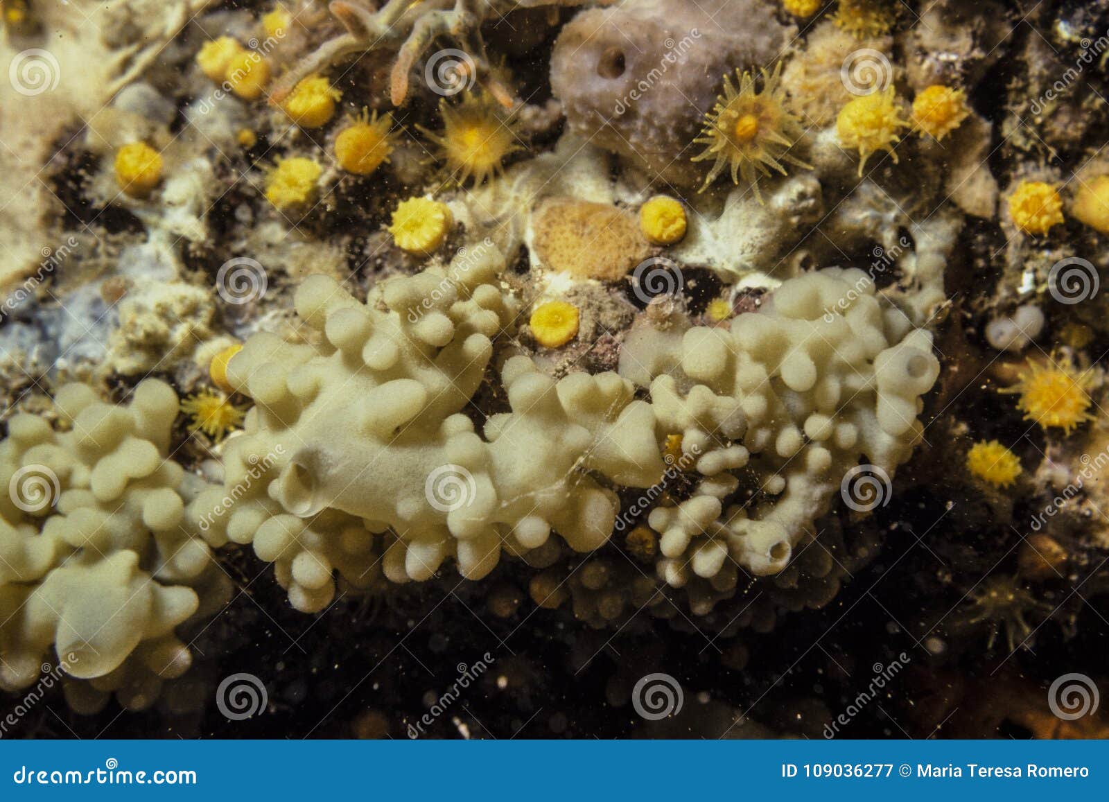 Polyps, Sponges and Algae in the Marine Reef Stock Image Image of biology, ecosystem 109036277
