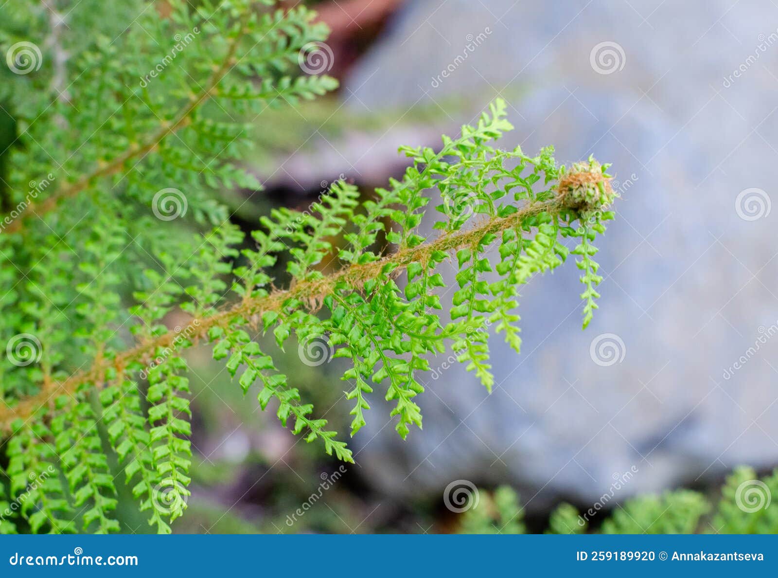 polystichum setiferum `proliferum` fern in botany in poland