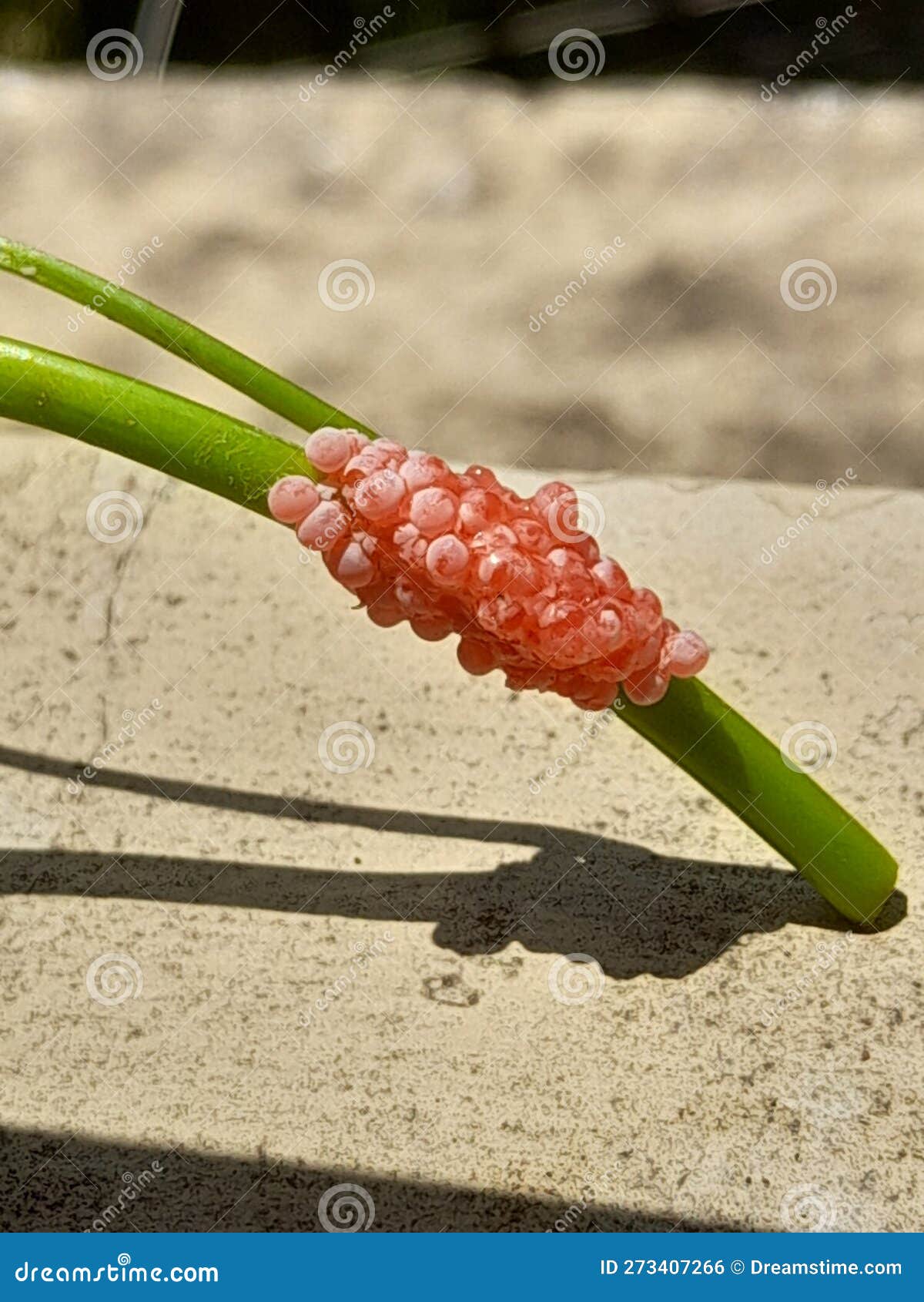 Pomacea Canaliculata Egg Masses - Golden Apple Snail Eggs Stock Photo
