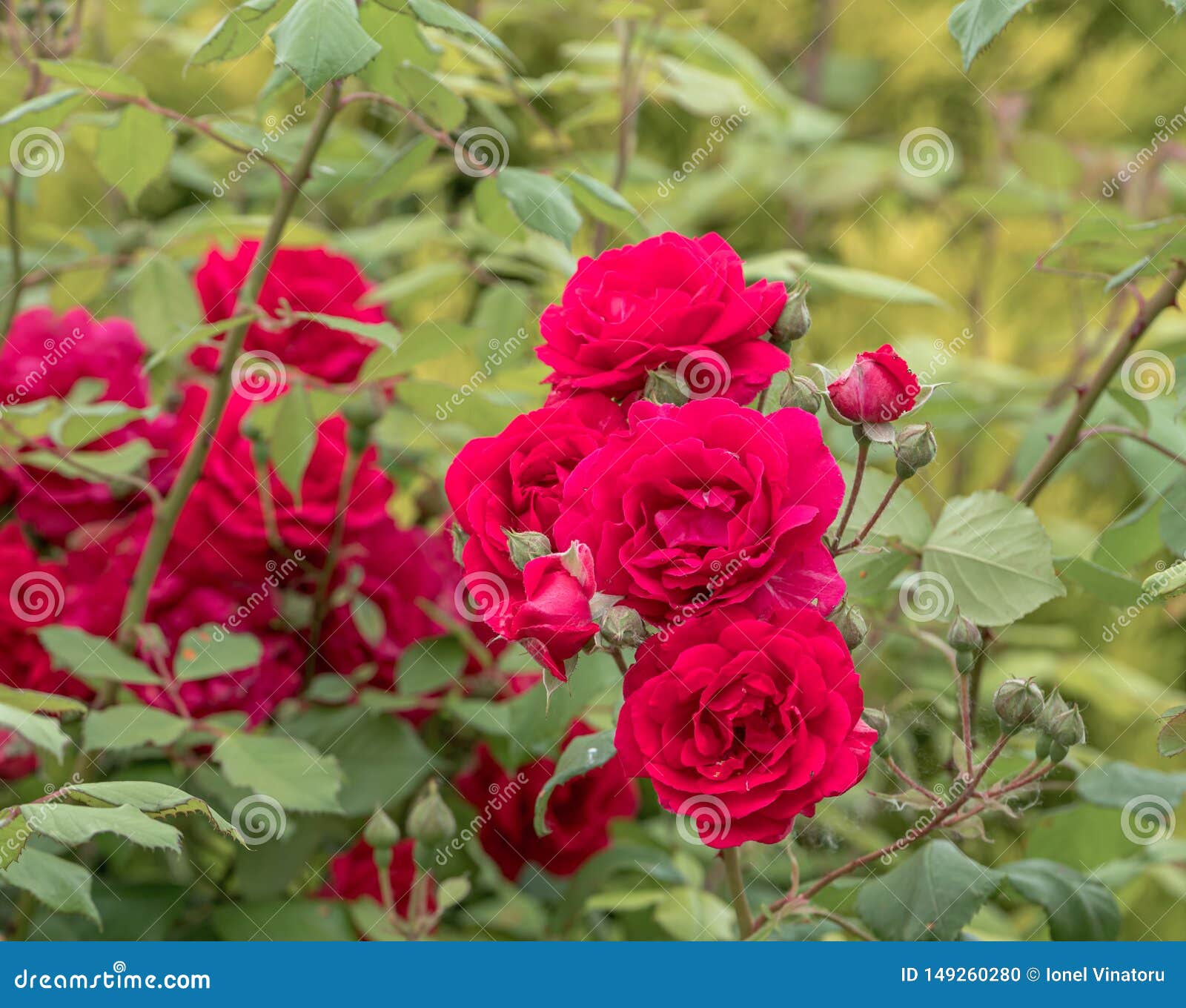 Pomar De Rosas Vermelhas Naturais Na Flor Completa Foto de Stock - Imagem  de pétalas, rural: 149260280