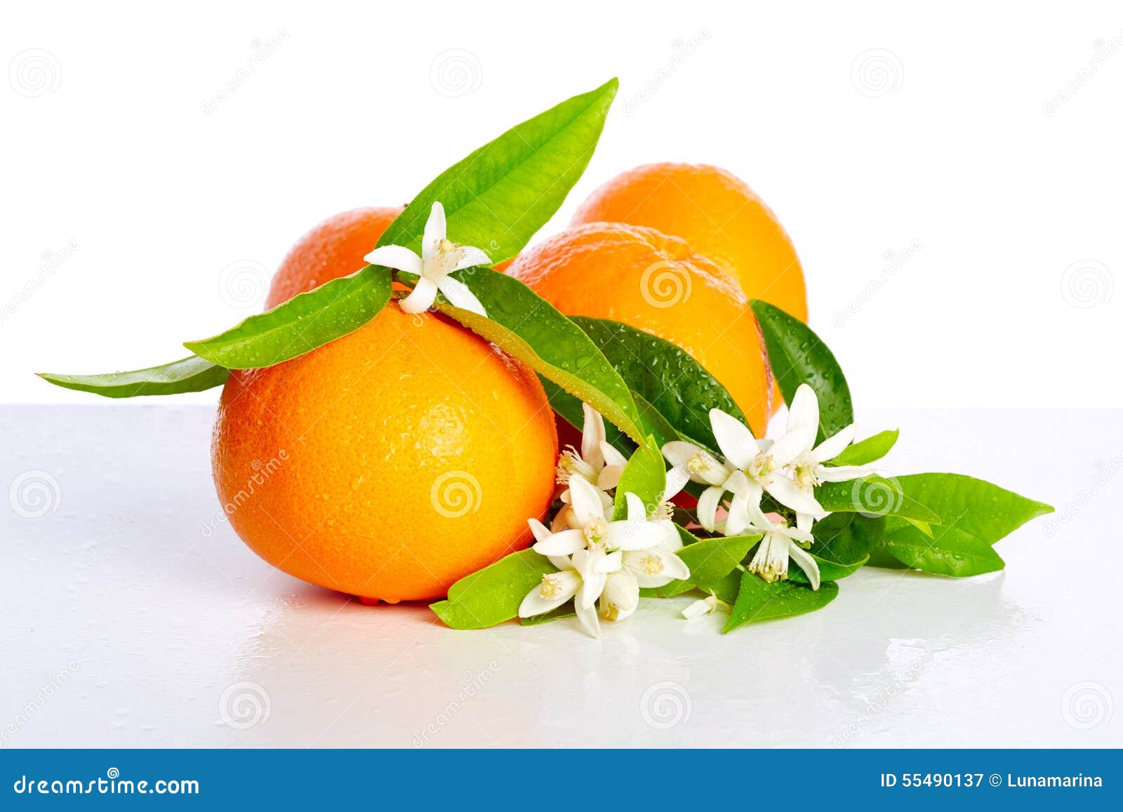 Pomarańcze z pomarańczowym okwitnięciem kwitną na bielu. Pomarańcze z pomarańczowym okwitnięciem kwitną w wiośnie na białym tle