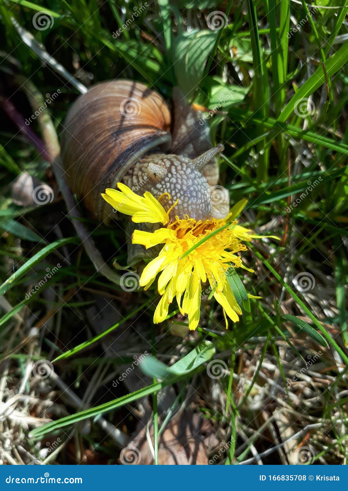 Escargots de Bourgogne : où en manger ?