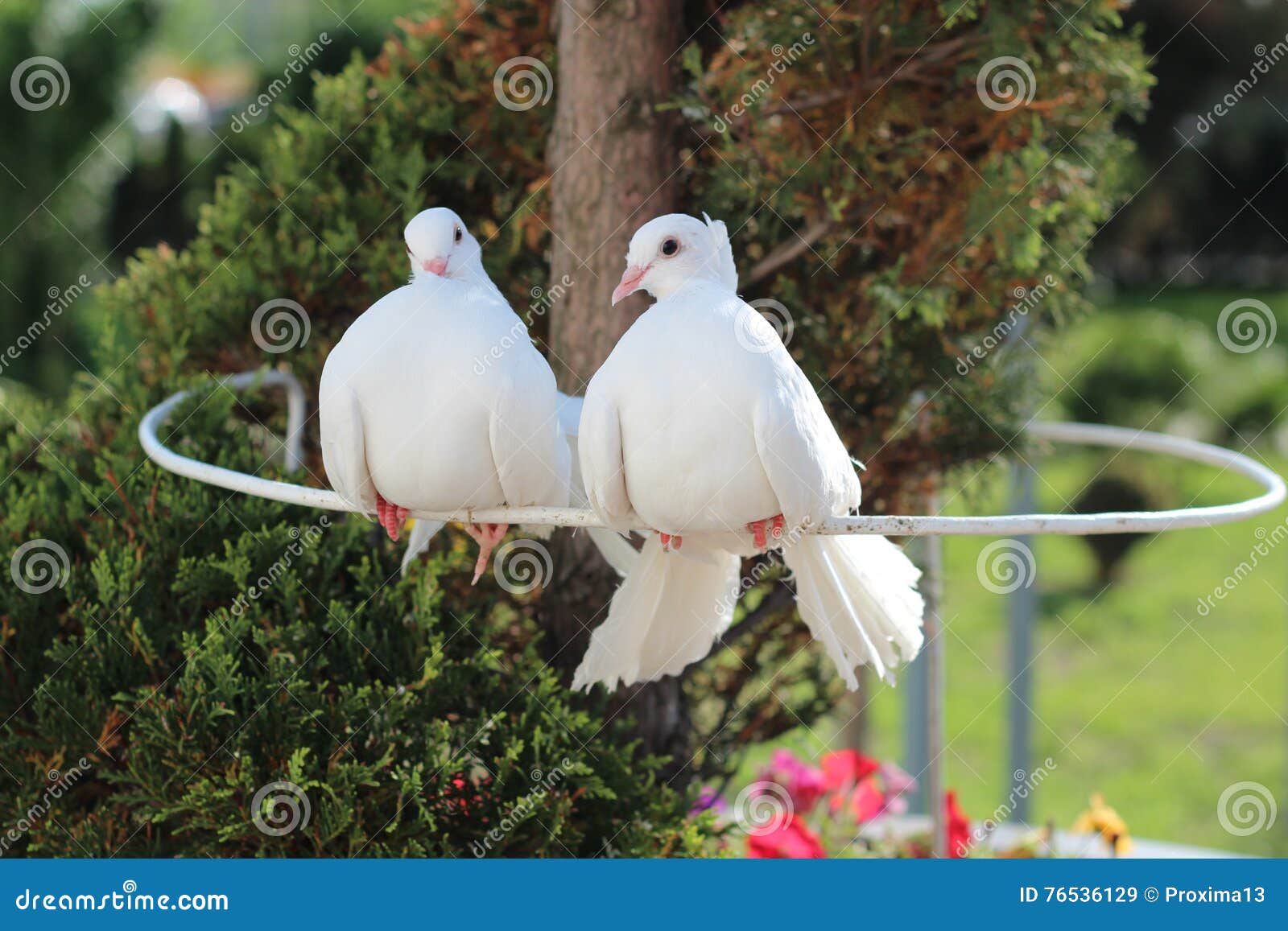 Pombo foto de stock. Imagem de branco, pena, beleza, pombo - 14491924