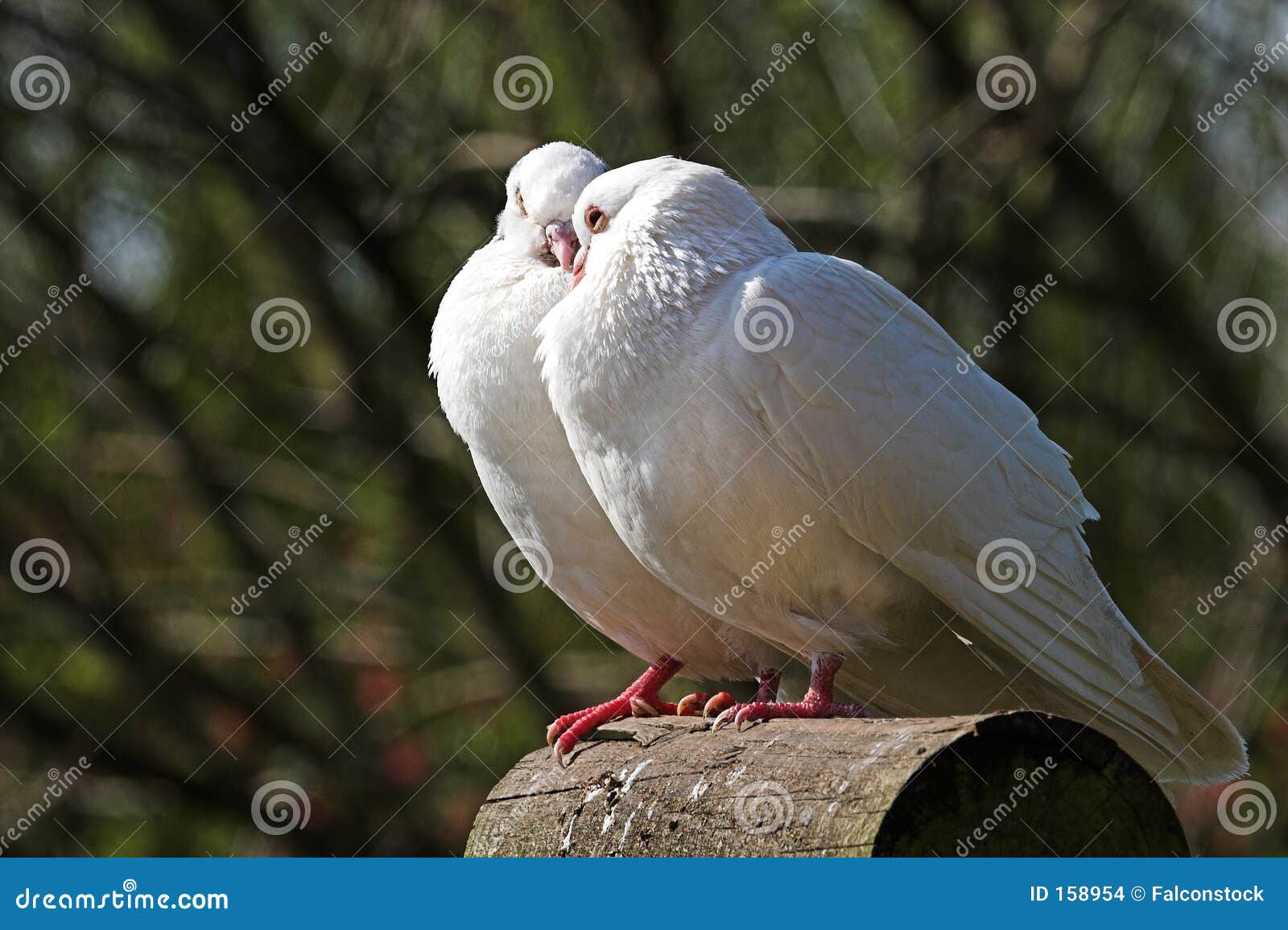 Pombas Imagens de Stock Imagem 158954