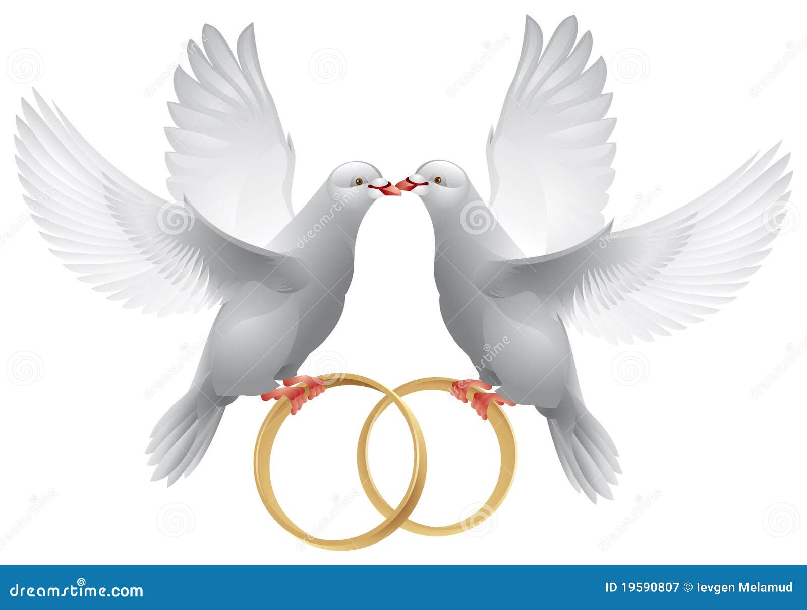 Pombas De Casamento Com Anéis Ilustração do Vetor - Ilustração de  sentimento, amor: 19590807, image size:1600x1211