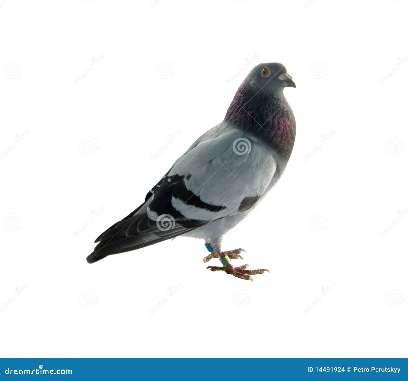 Pombo foto de stock. Imagem de branco, pena, beleza, pombo - 14491924