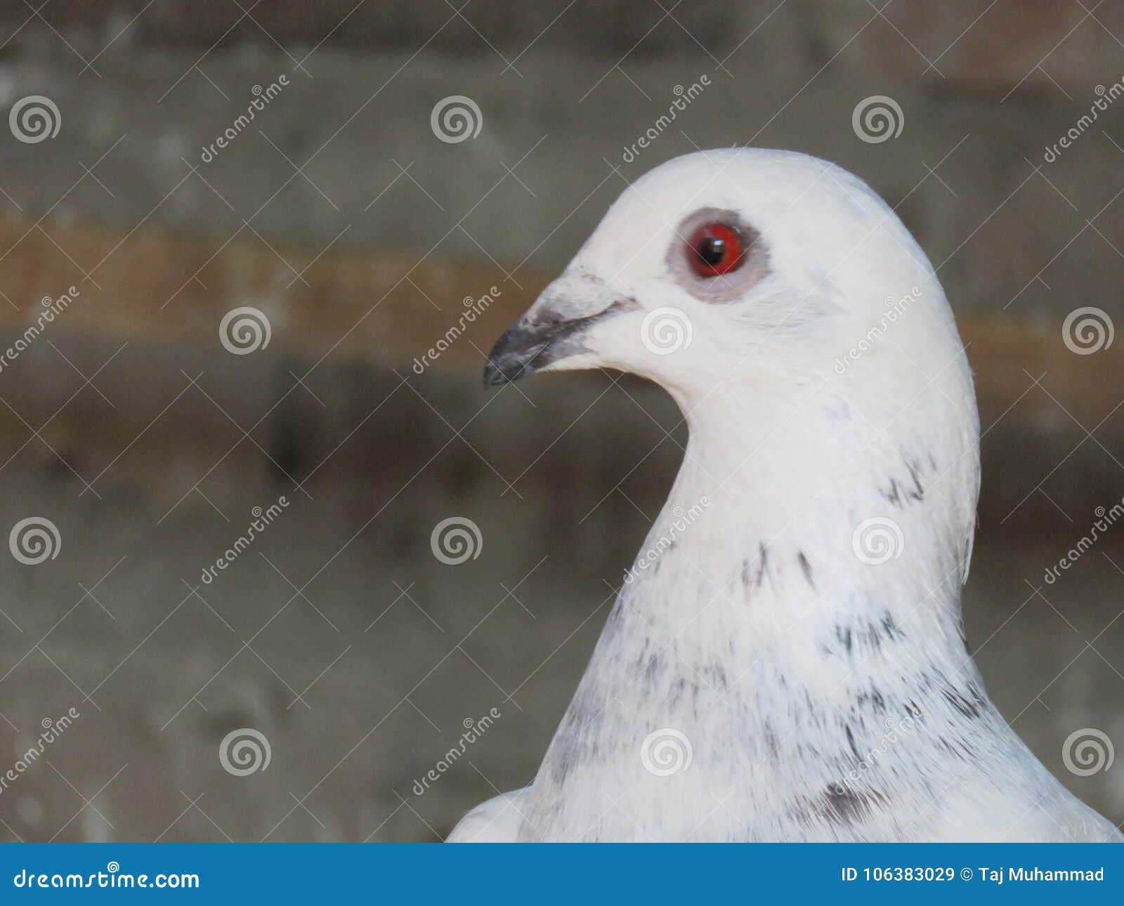 Pombo Da Pomba Pombo Pomba Red Eye Na Cor Branca Imagem De Stock Imagem De Retrato Olho 106383029
