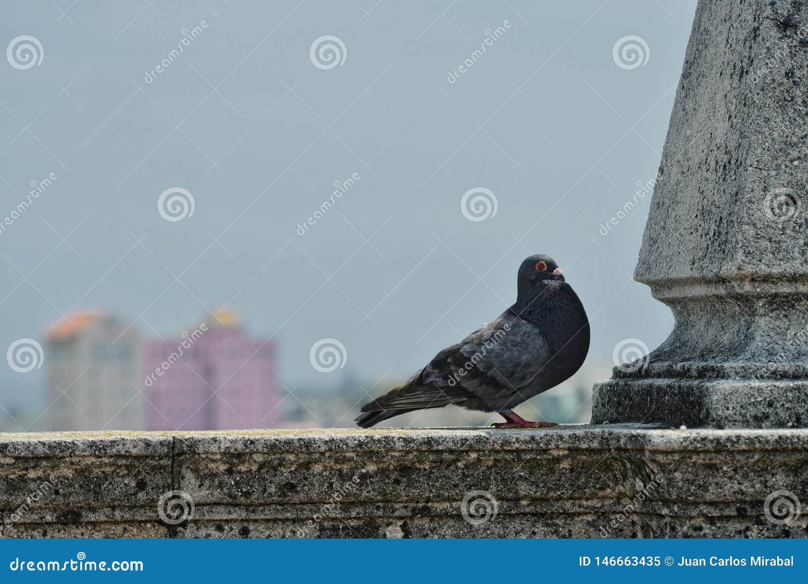 Pombo foto de stock. Imagem de branco, pena, beleza, pombo - 14491924