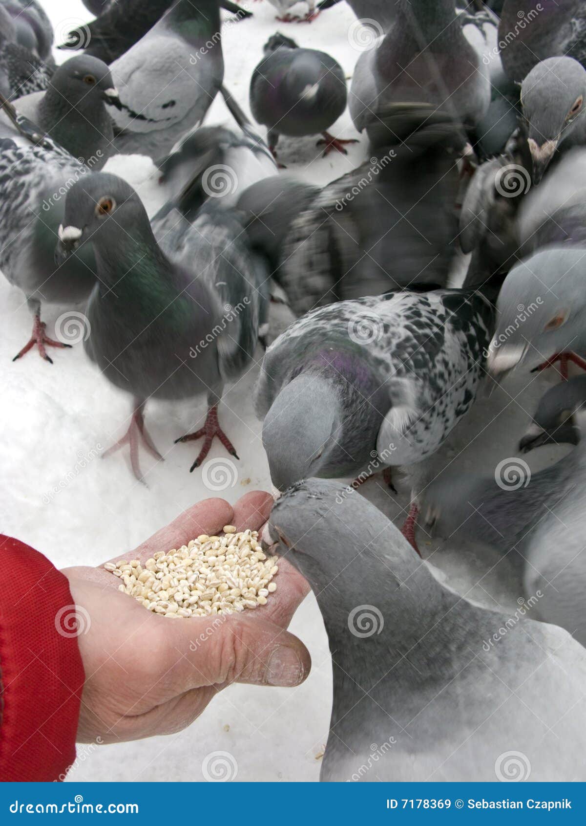 Foto alimentando os pombos na Praça de São Marcos - Imagens Grátis Para  Imprimir - img 8129