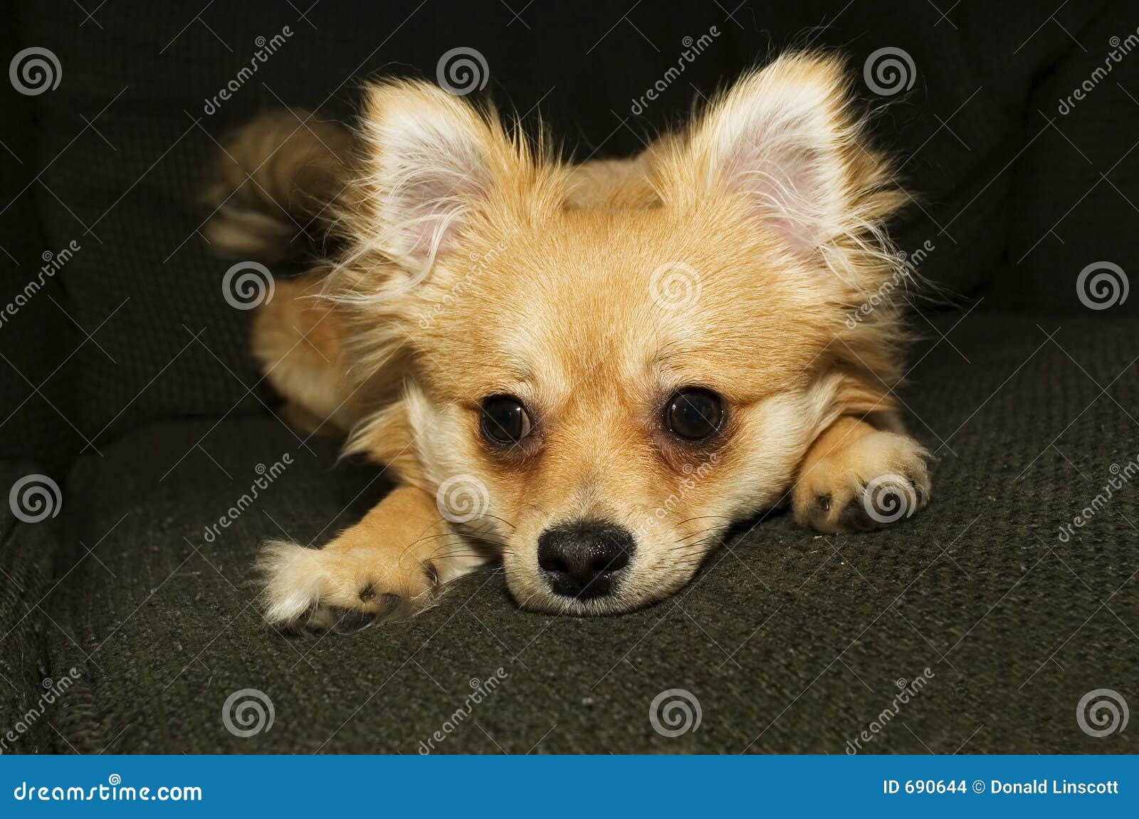 pomchi look