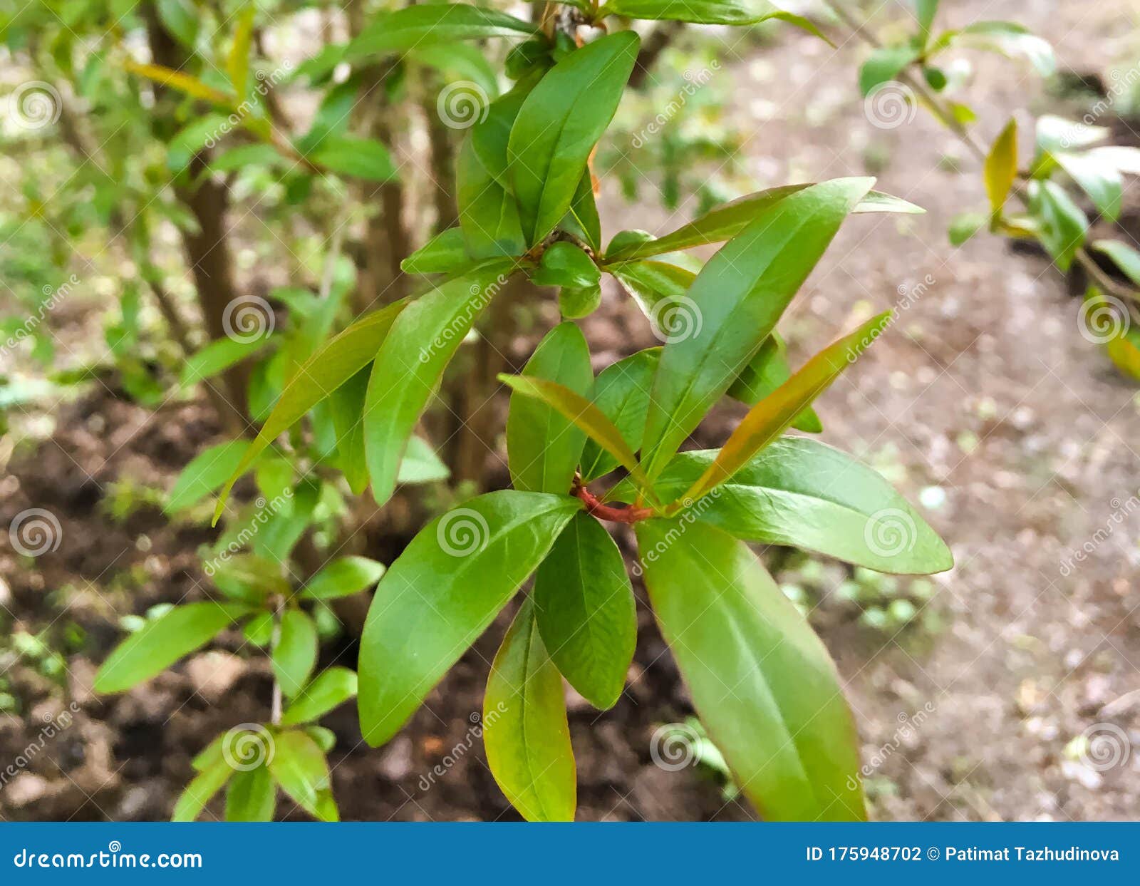 Pomegranate Branch With Small Leaves In Spring In The Garden Pomegranate Tree With Young Leaves Stock Photo Image Of Crimson Branch 175948702