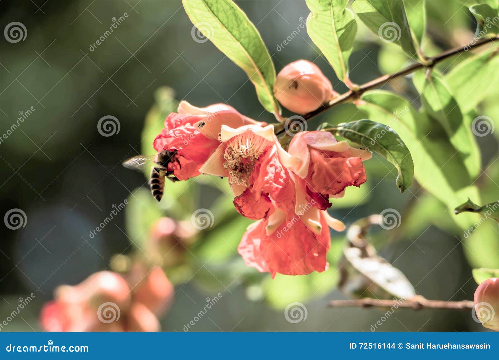 Pomegranate Flowers and Bee Stock Photo Image of sweet, insects 72516144