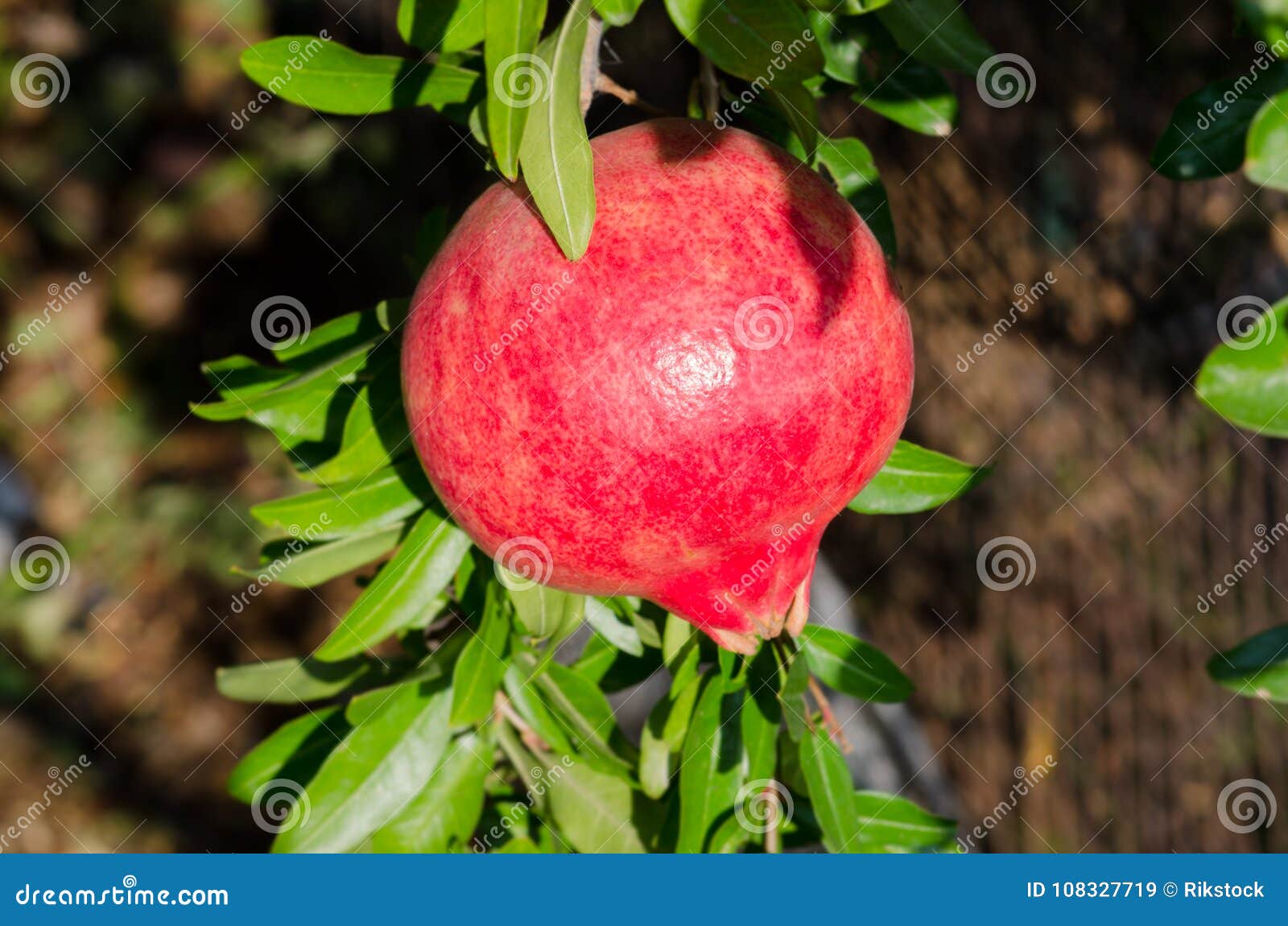 pomegranate fruit on the tree.