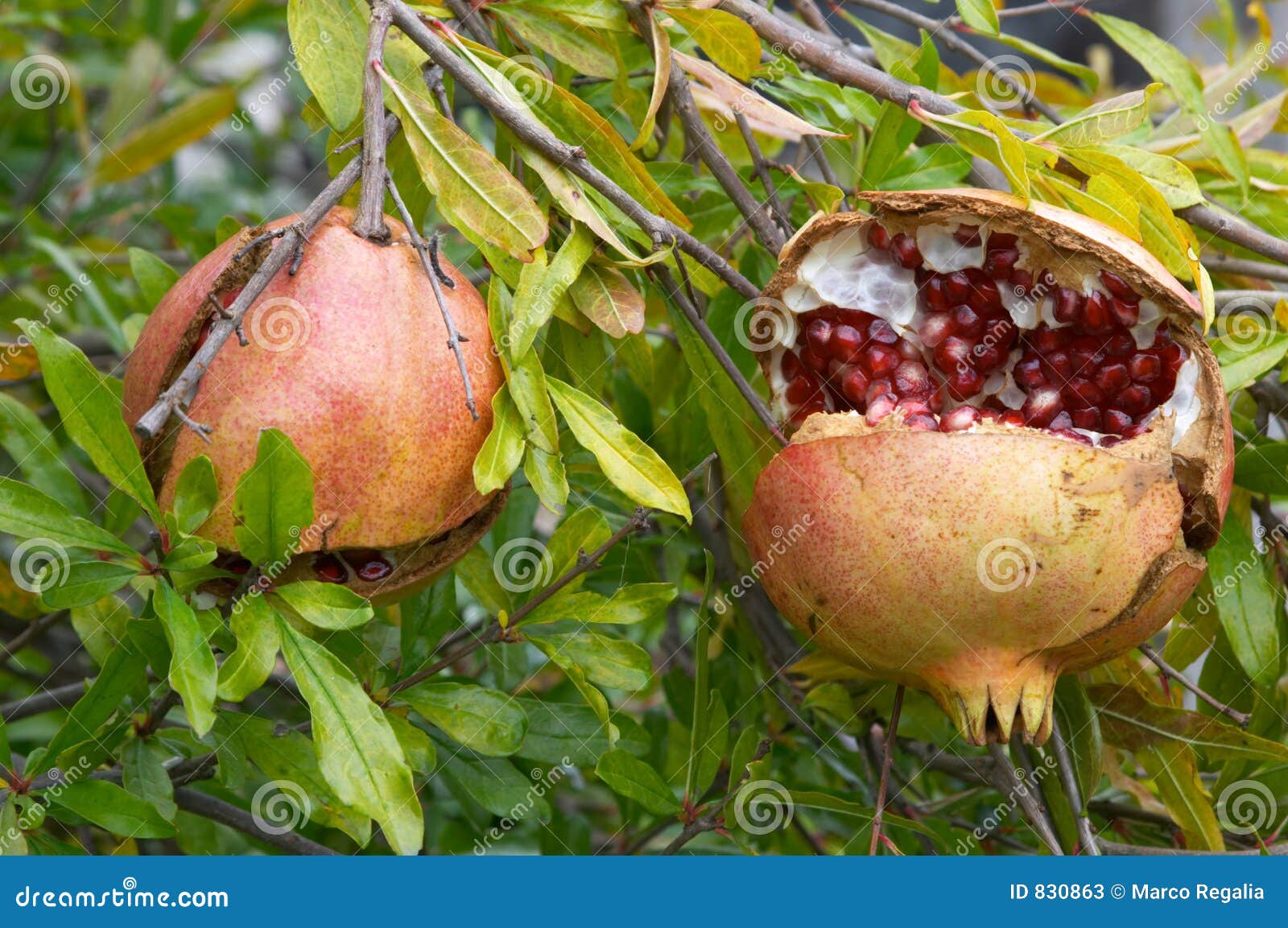 pomegranate fruit, punica granatum