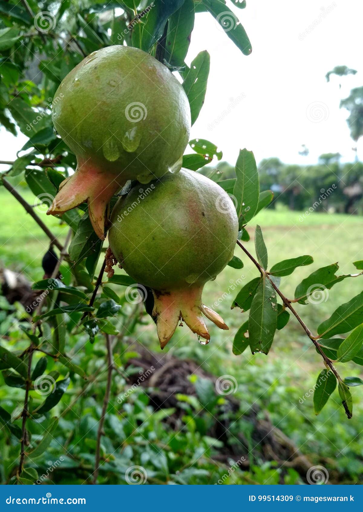Pomegranate stock image. Image of nature, mathulampalam 99514309