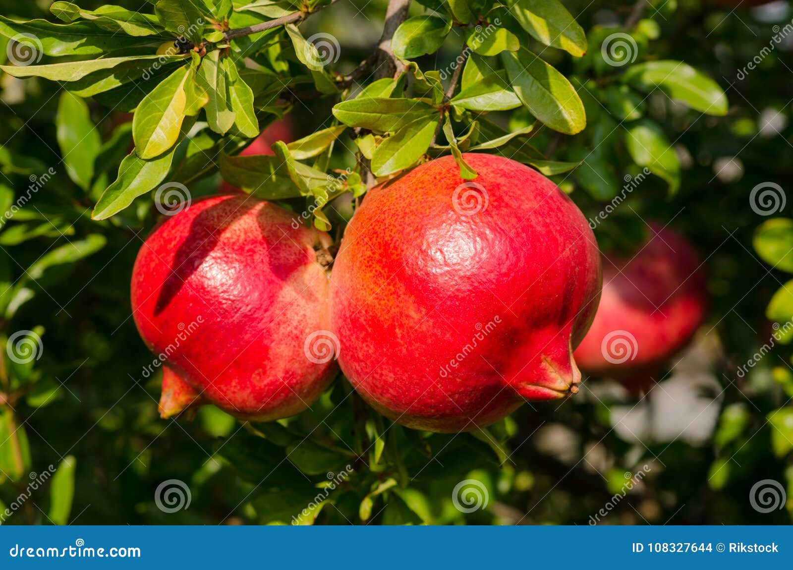 pomegranate red on the tree