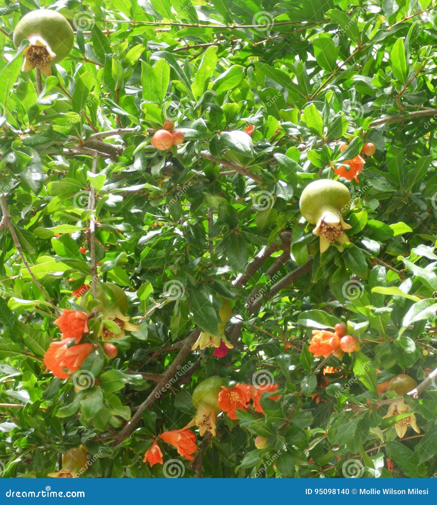 Pomegranates, from Flower To Fruit Stock Photo Image of pomegranate