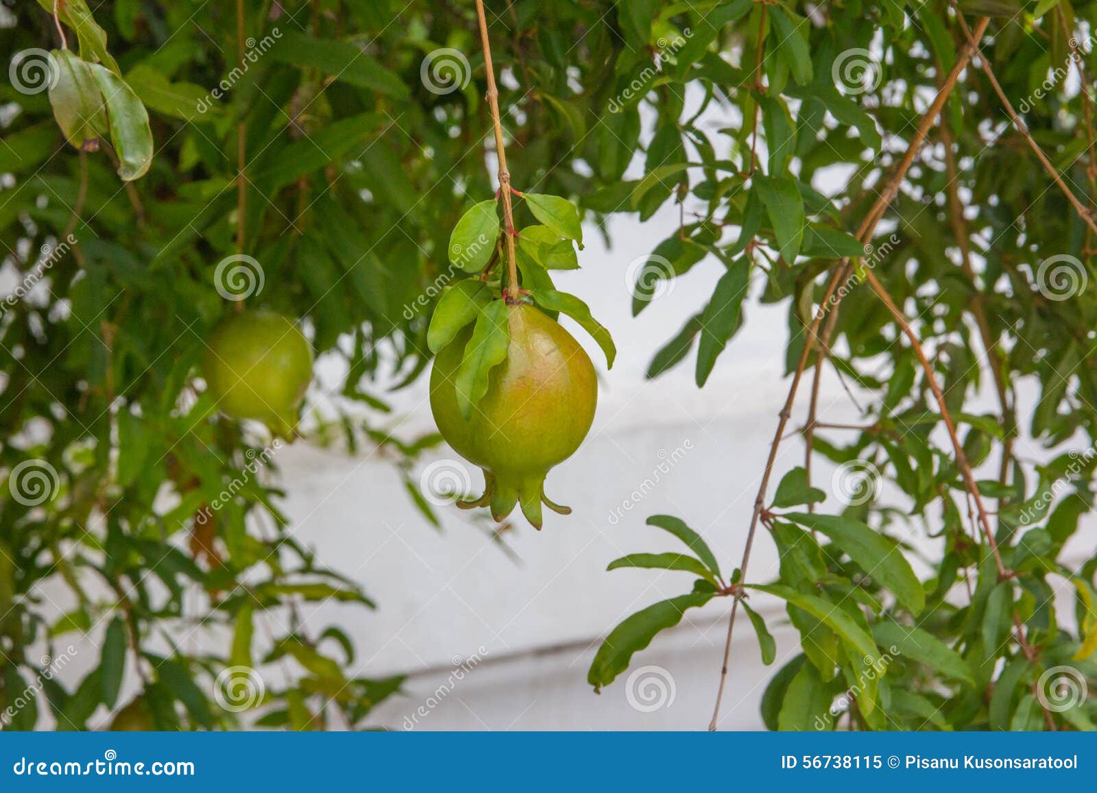 Pomegranates stock image. Image of antioxidant, diet - 56738115