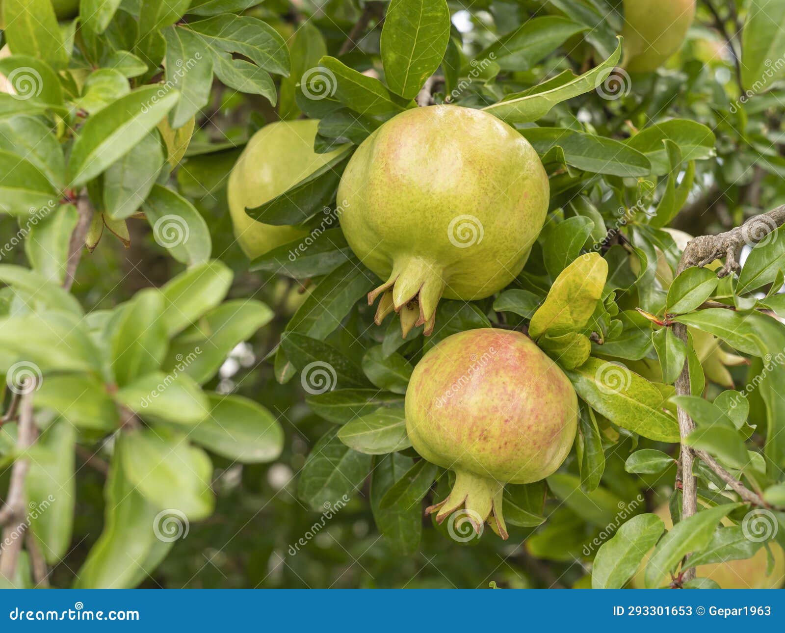 A GARDEN OF POMEGRANATES A GARDEN OF POMEGRANATES visual data 5