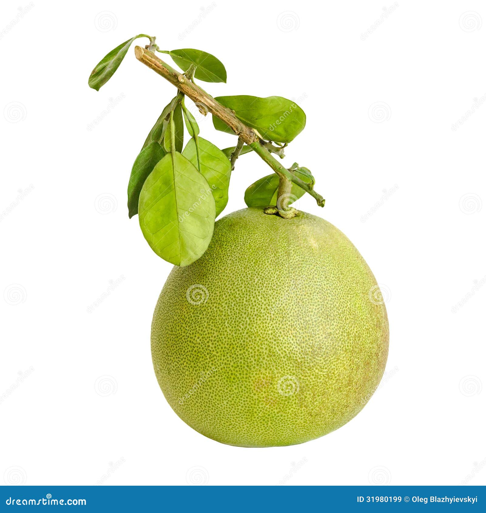 pomello grapfruit hybrid pomello grapfruit hybrid