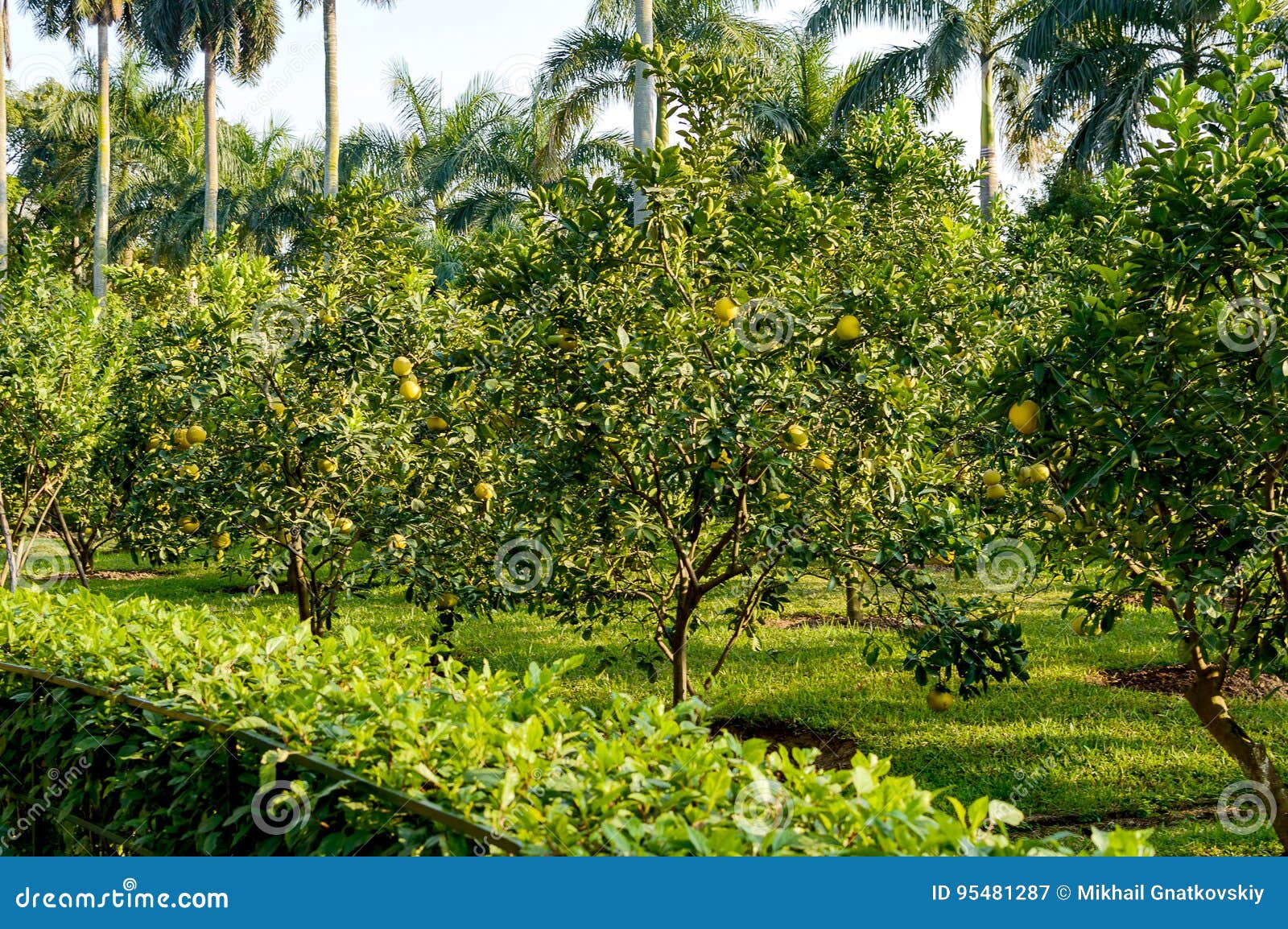 Pomelo citrus fruit stock image. Image of fruit, agriculture 95481287