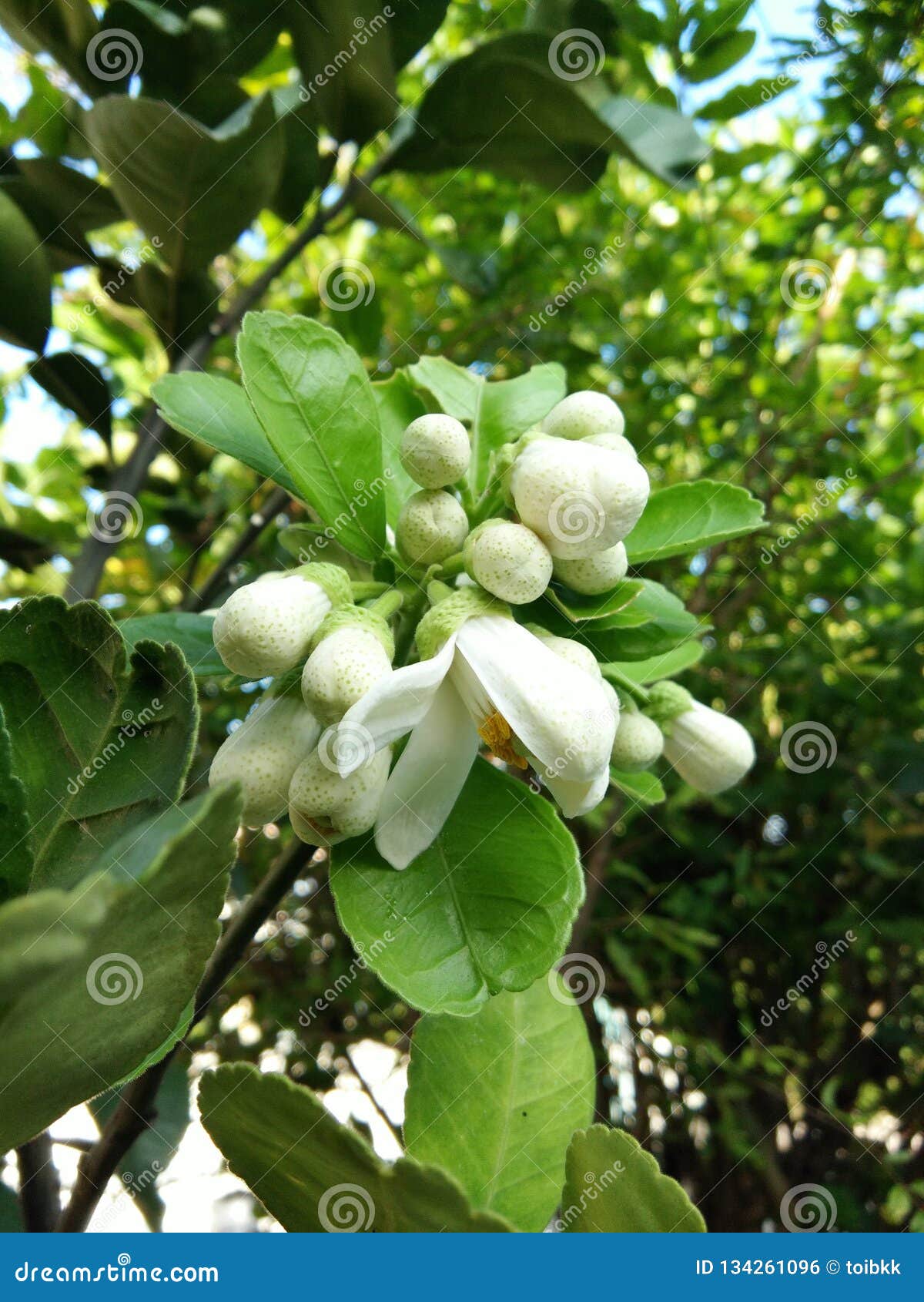 Pomelo Flower Bouquet on Tree Stock Photo Image of branch, asia