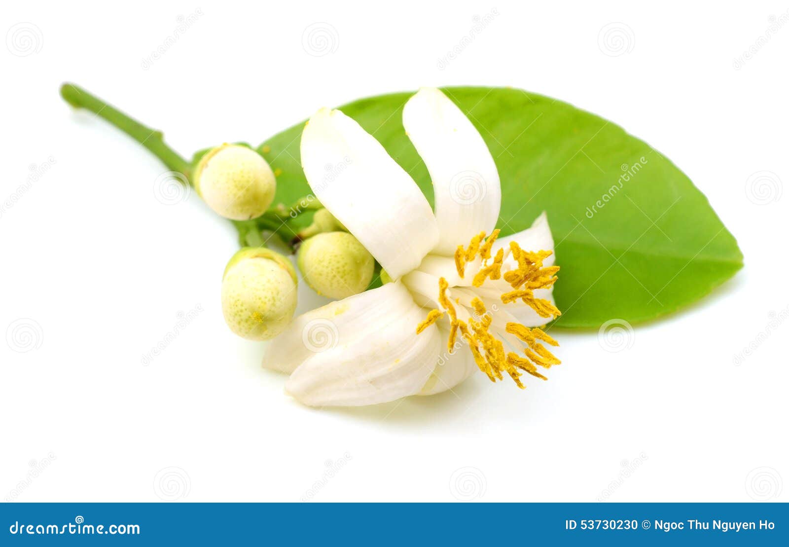 Pomelo RoyaltyFree Stock Photography 16089419