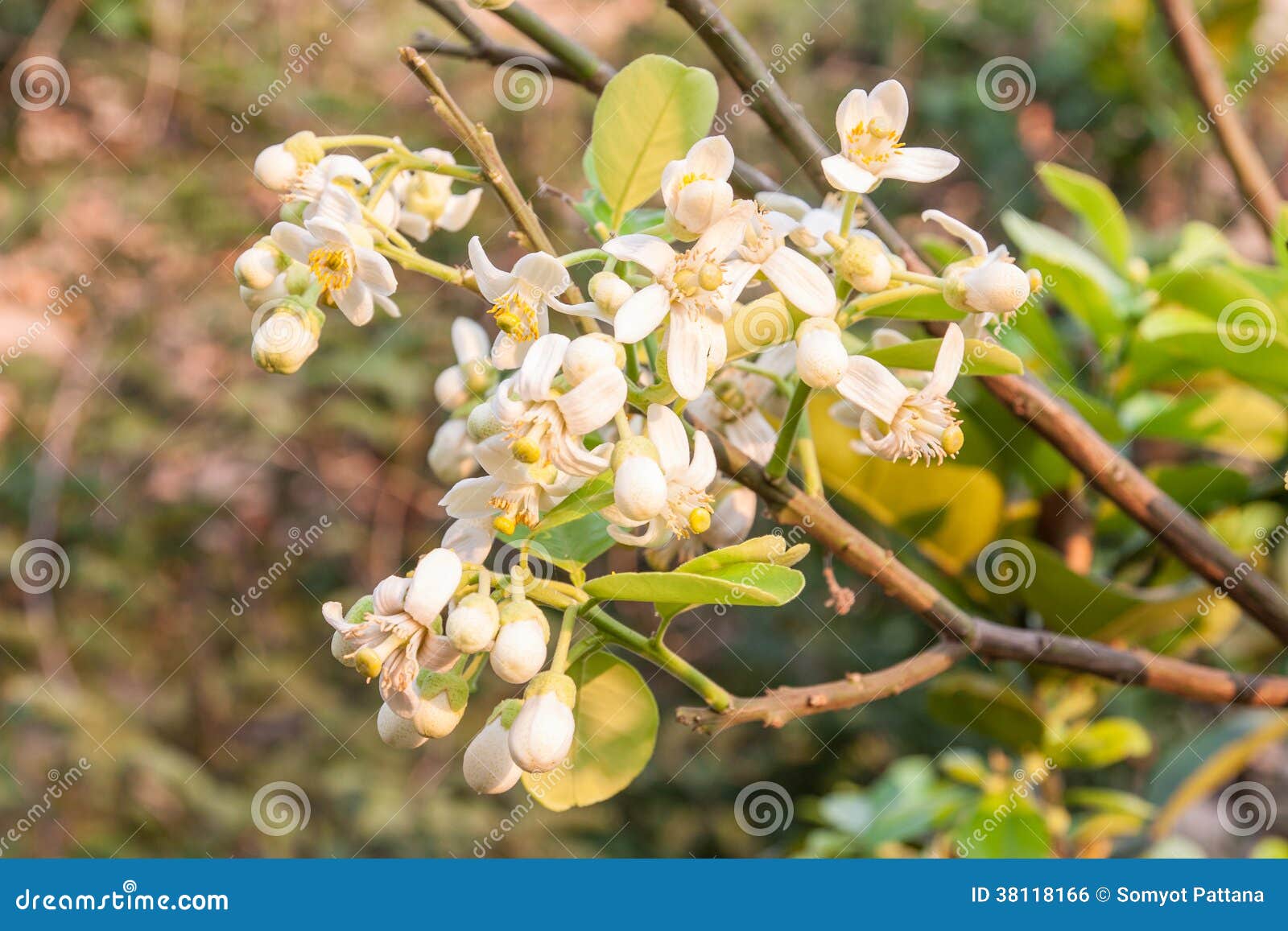 Pomelo flower stock photo. Image of healthy, grapefruit 38118166