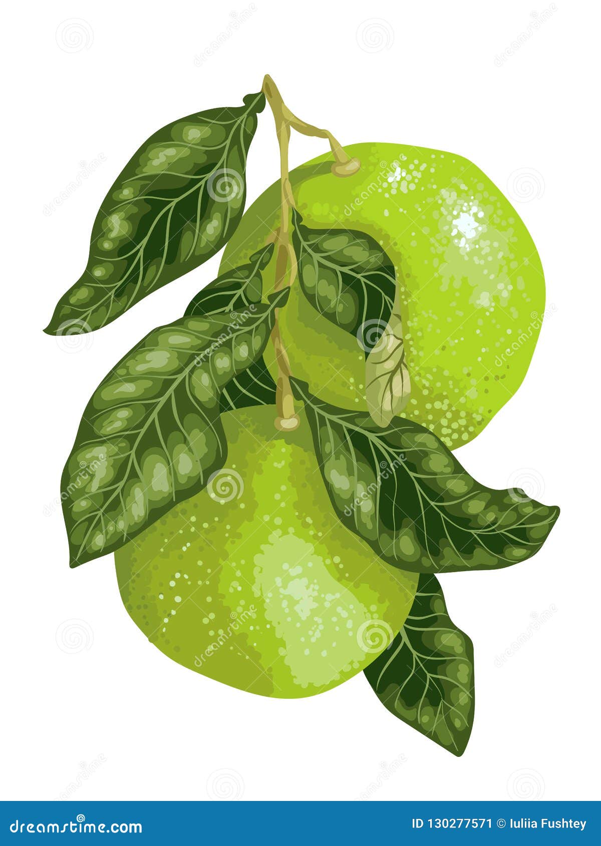 Pomelo Fruit on the Branch of Citrus Tree in Vector Stock Illustration