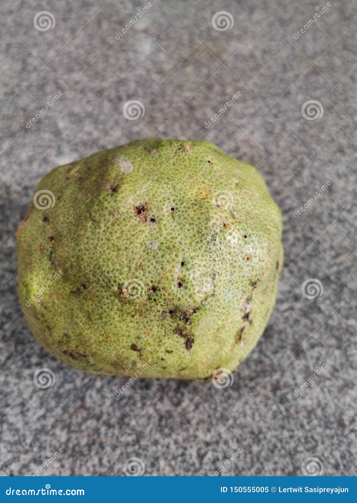 Pomelo Fruit Damage from Insect Stock Image Image of lavae, yield
