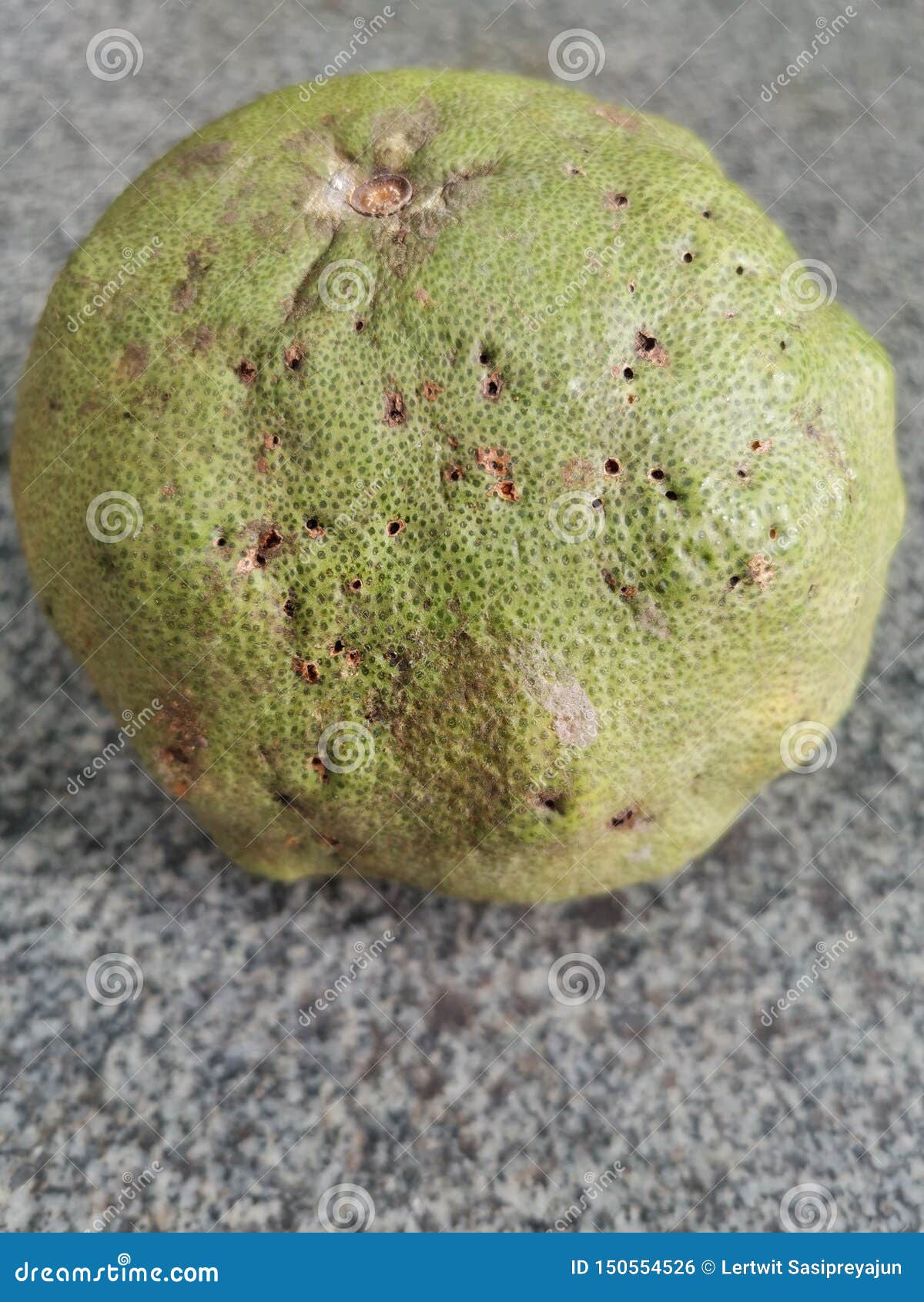 Pomelo Fruit Damage from Insect Stock Photo Image of pomelo, texture
