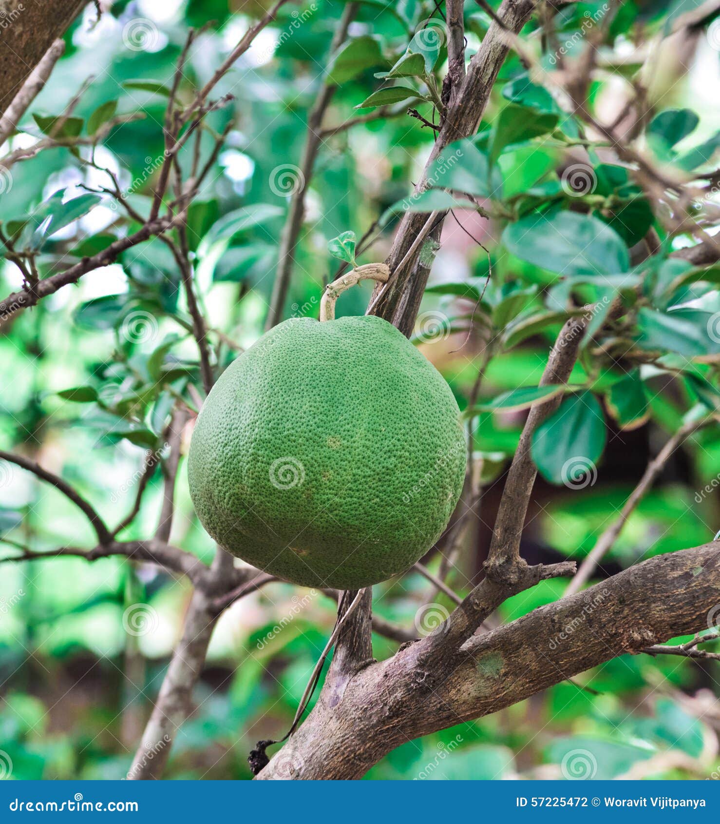 Pomelo fruit stock photo. Image of pomelo, agriculture 57225472