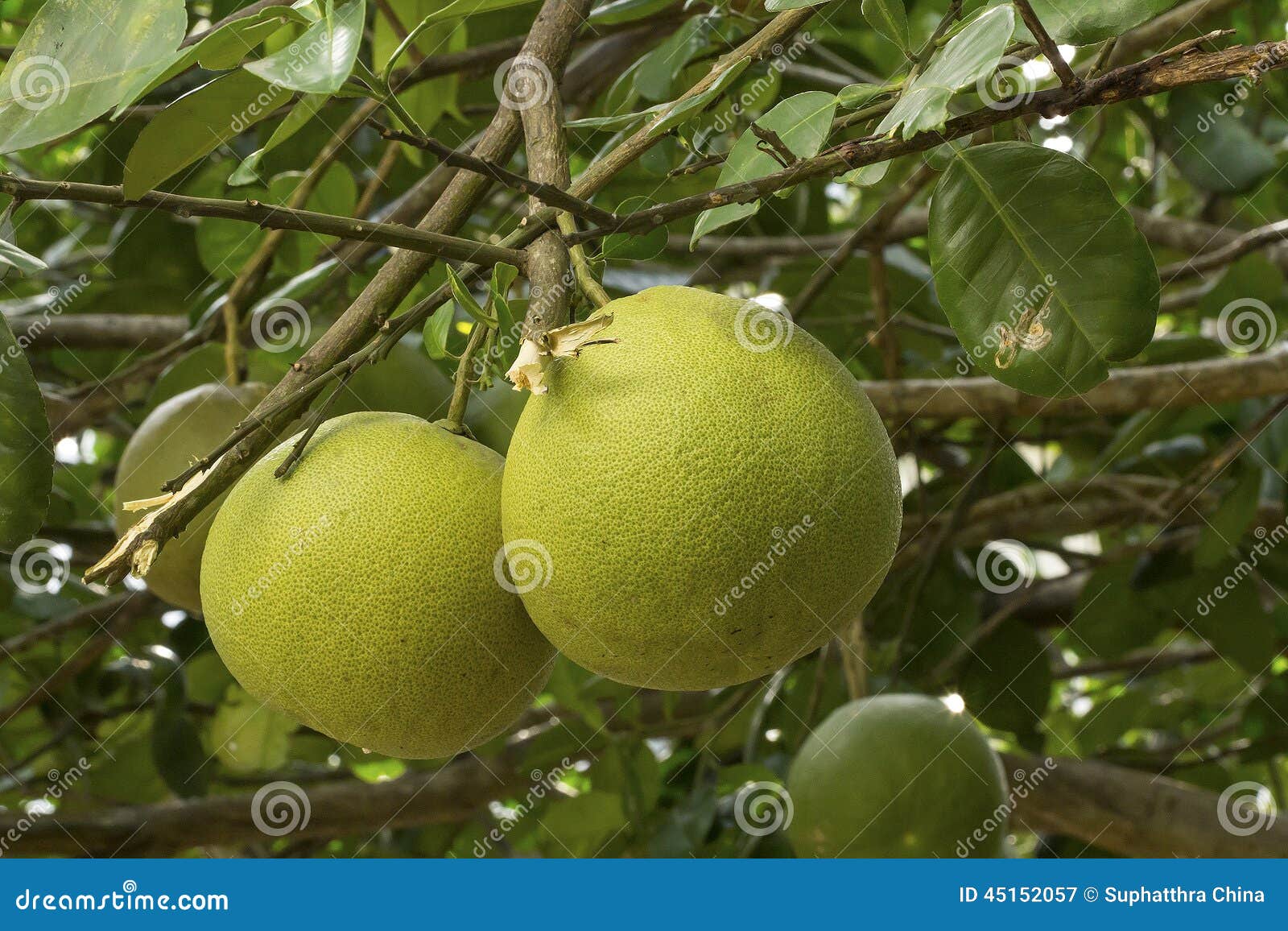 Pomelo fruit on tree stock image. Image of fruit, citrus 45152057