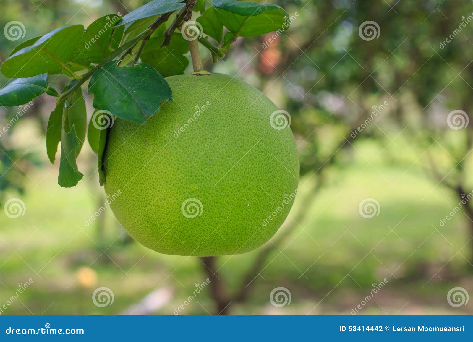 Pomelo Fruit on the Tree in Garden Selective Focus Stock Photo Image